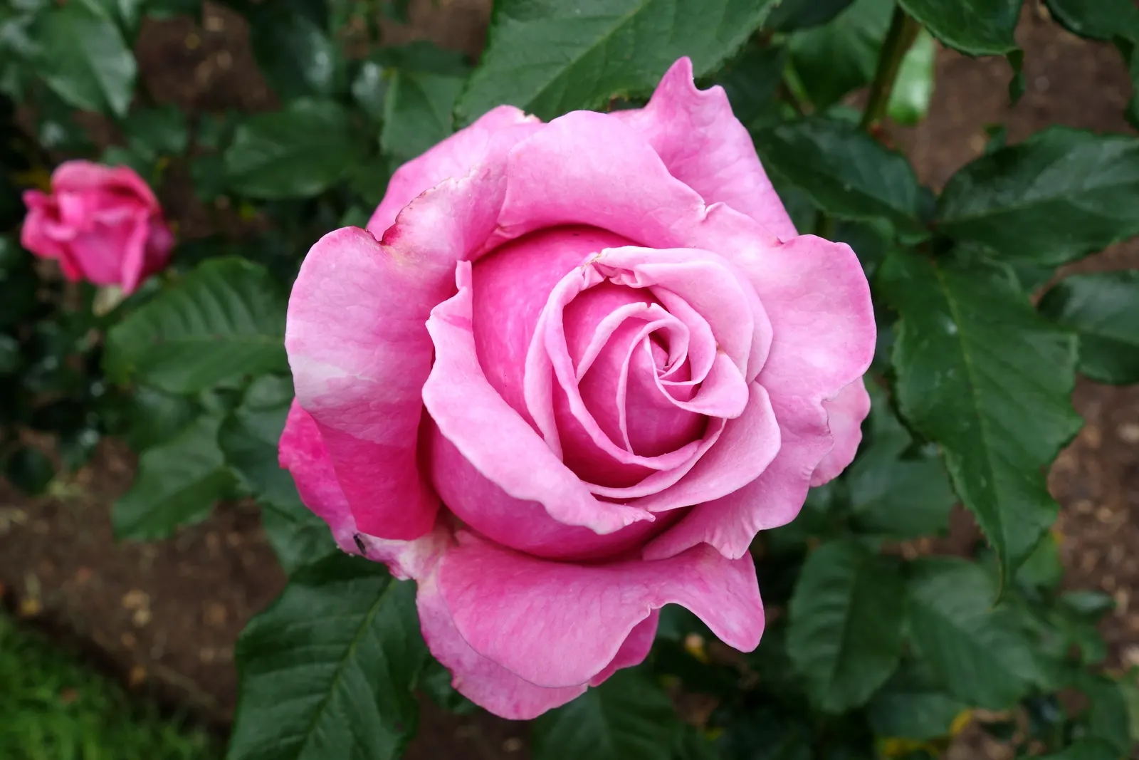 New Day Garden Rose (Rosa 'New Day') — boasting a bushy habit and glossy; it flourishes in USDA hardiness zones 5 through 9