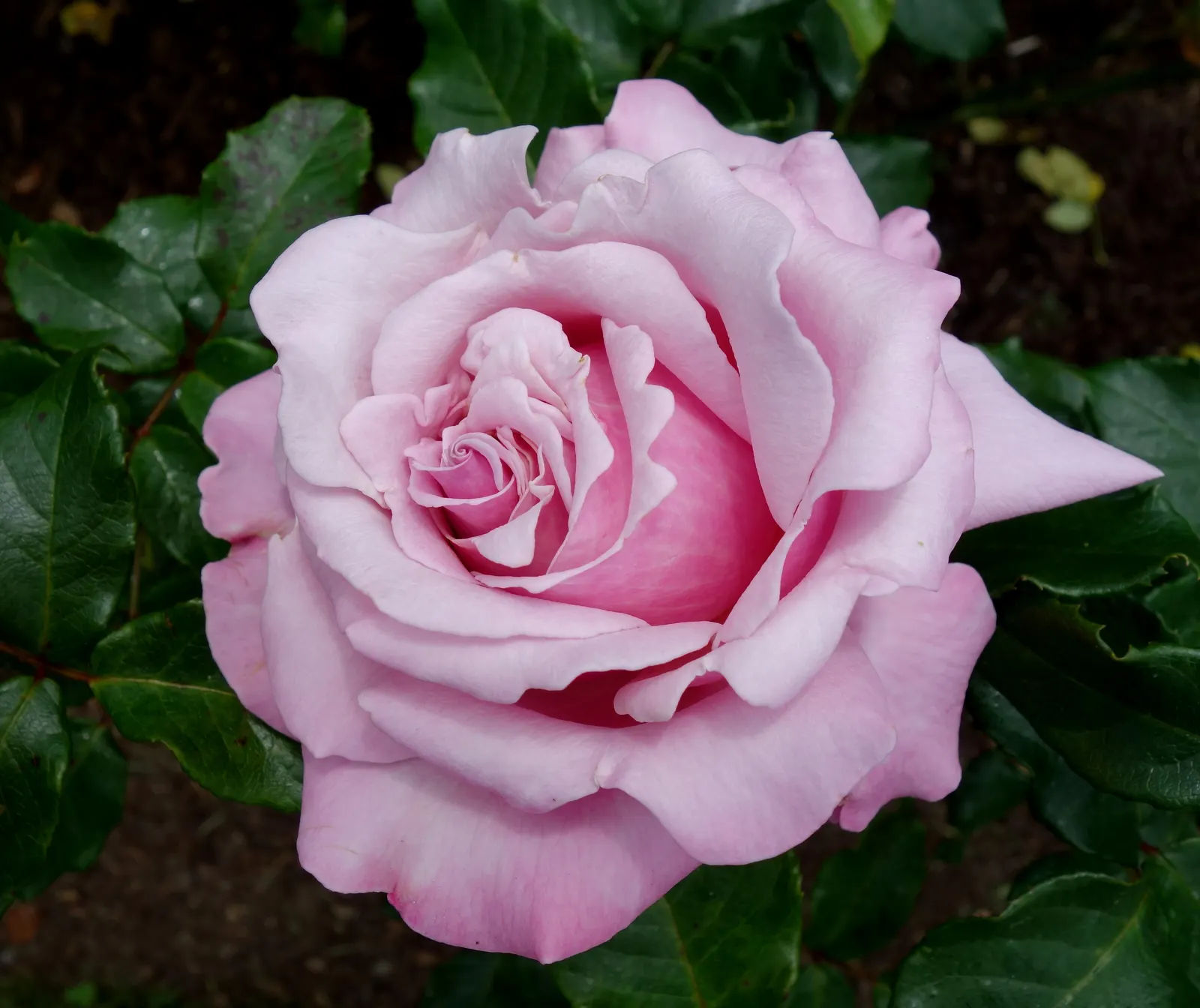 New Day Garden Rose (Rosa 'New Day') — disease-resistant foliage; and function well as borders or in mass plantings for visual impact