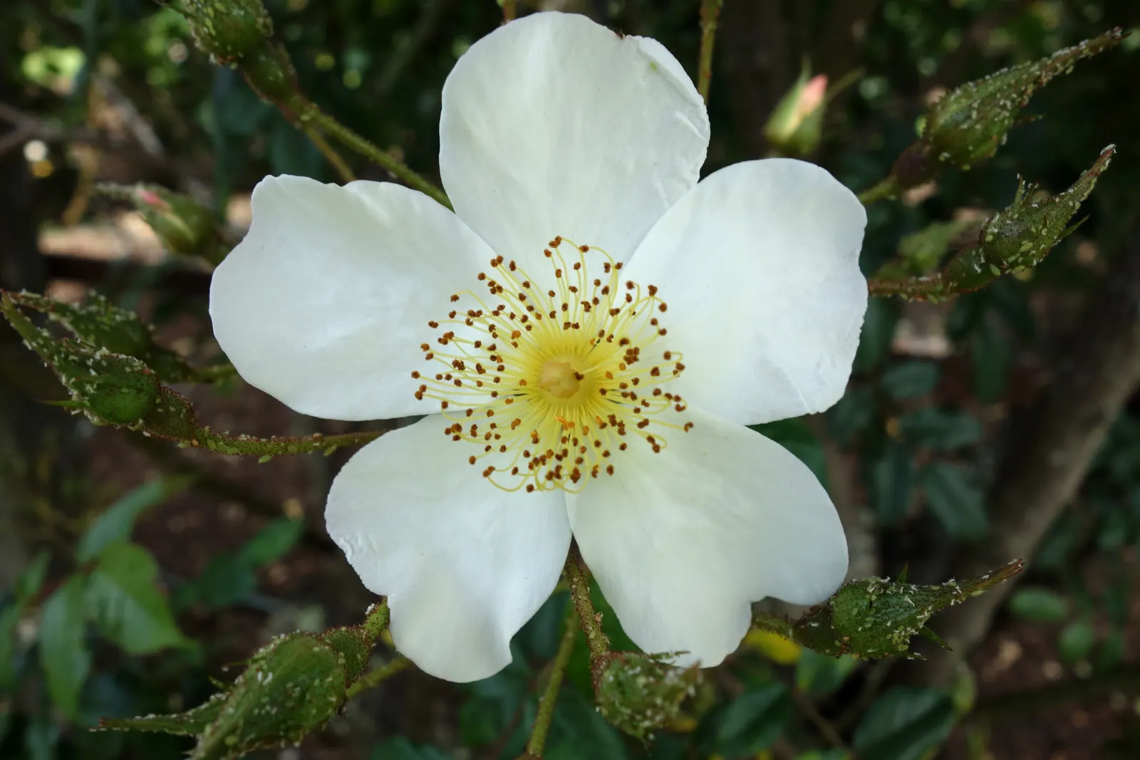 New Day Garden Rose (Rosa 'New Day') — and function well as borders or in mass plantings for visual impact