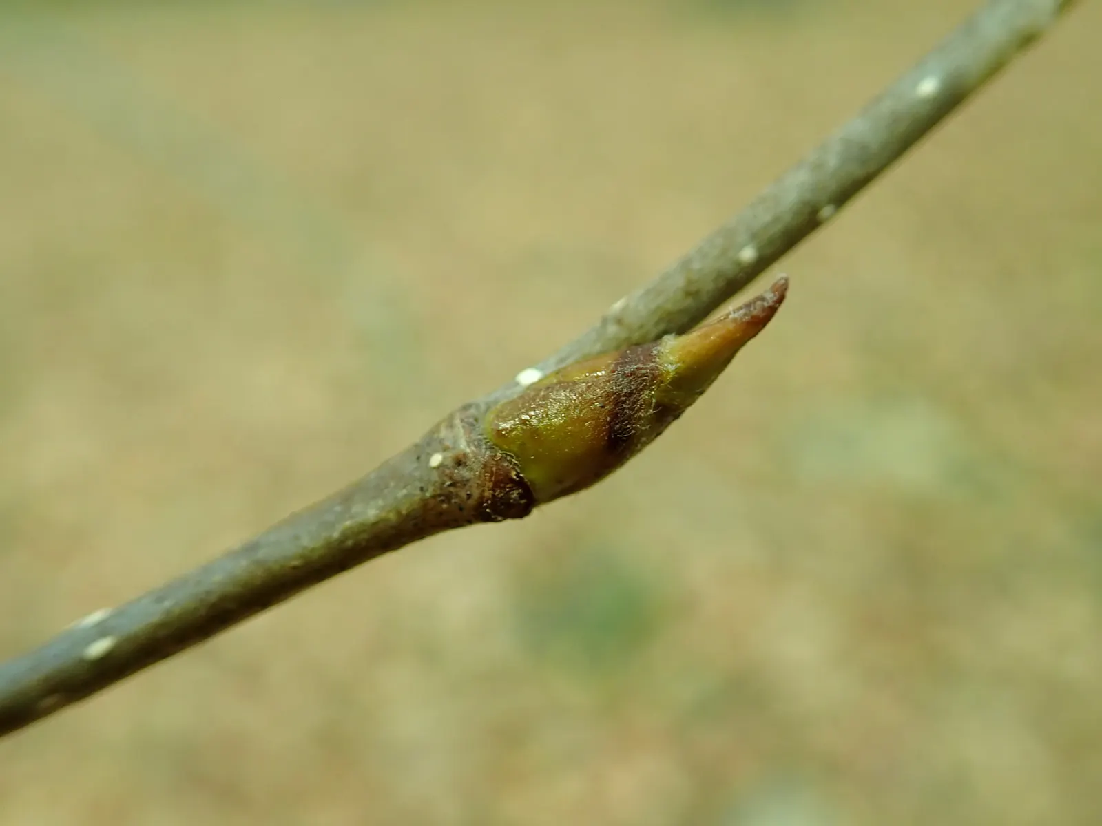 Jacquemontii Birch (Betula Jacquemontii) — Mature specimens can reach heights of 30 to 40 feet
