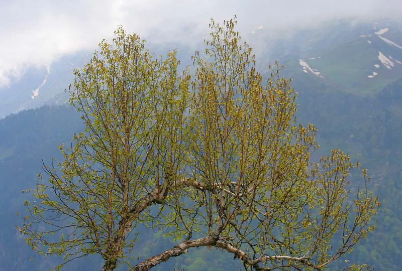 Jacquemontii Birch (Betula Jacquemontii) — tree for full