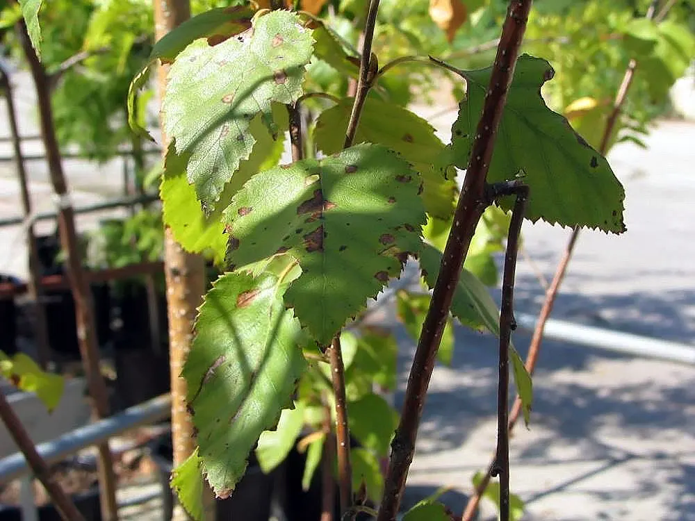 Jacquemontii Birch (Betula Jacquemontii) — It's a striking focal point or grouped for a dramatic effect; the white bark is most vivid on new growth
