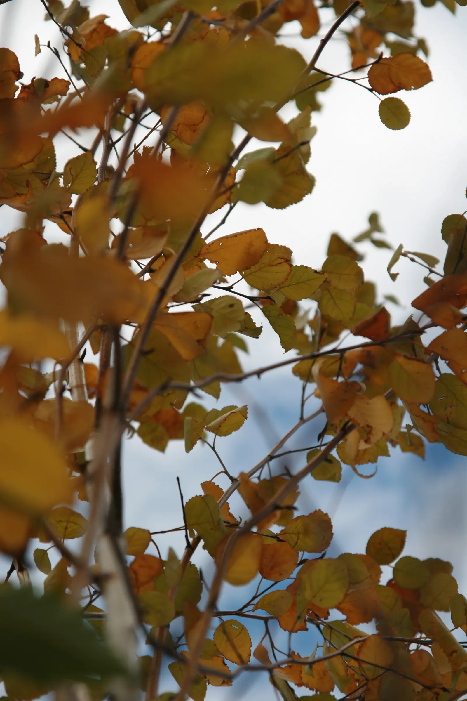 Jacquemontii Birch (Betula Jacquemontii) — is a standout specimen in any landscape design