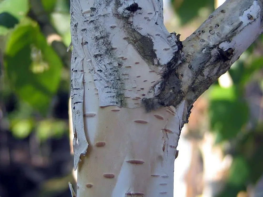 Jacquemontii Birch (Betula Jacquemontii) — It's a striking focal point or grouped for a dramatic effect