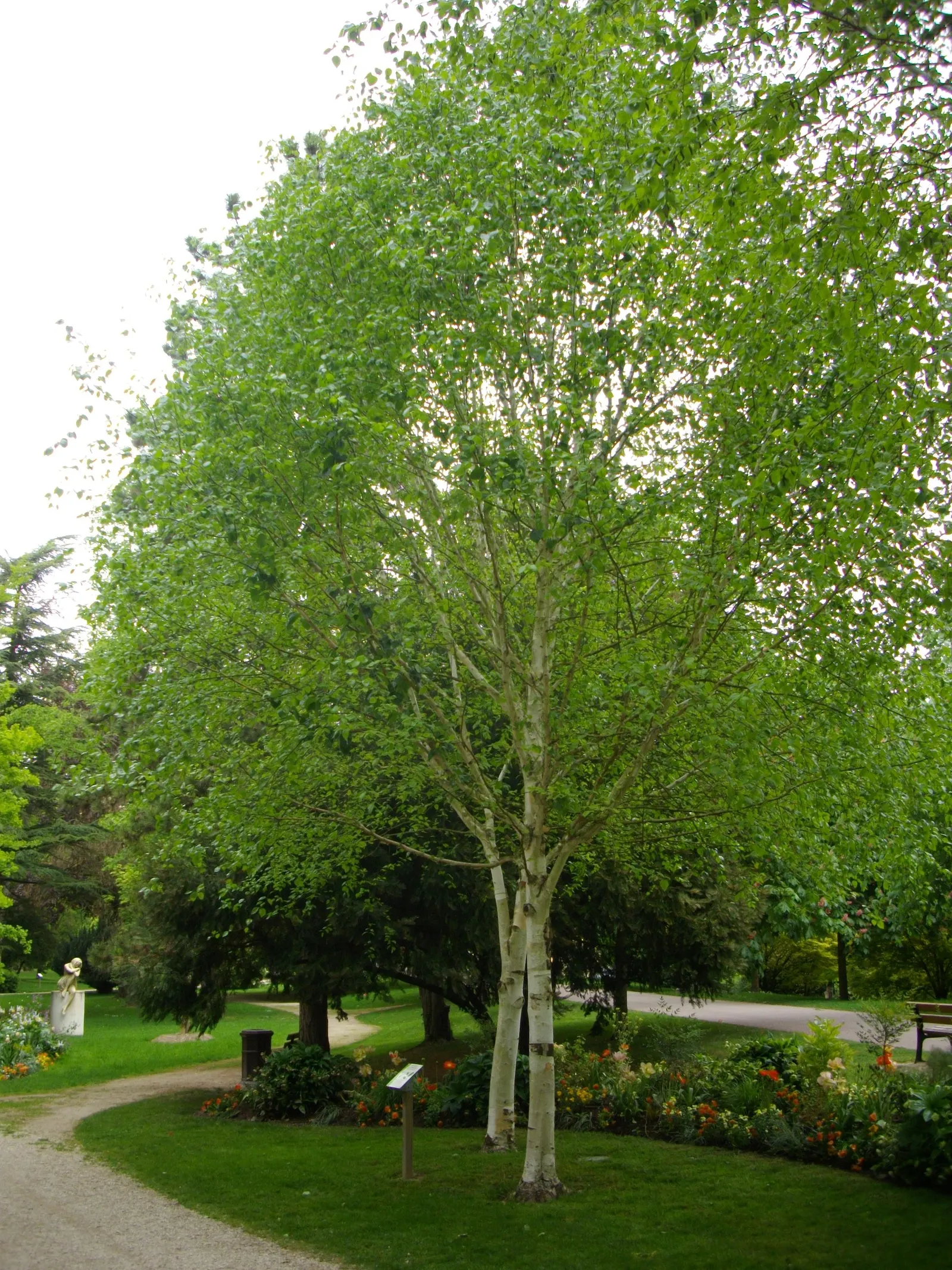 Jacquemontii Birch (Betula Jacquemontii) — scientifically known as Betula jacquemontii; with a canopy spread of 18 to 25 feet