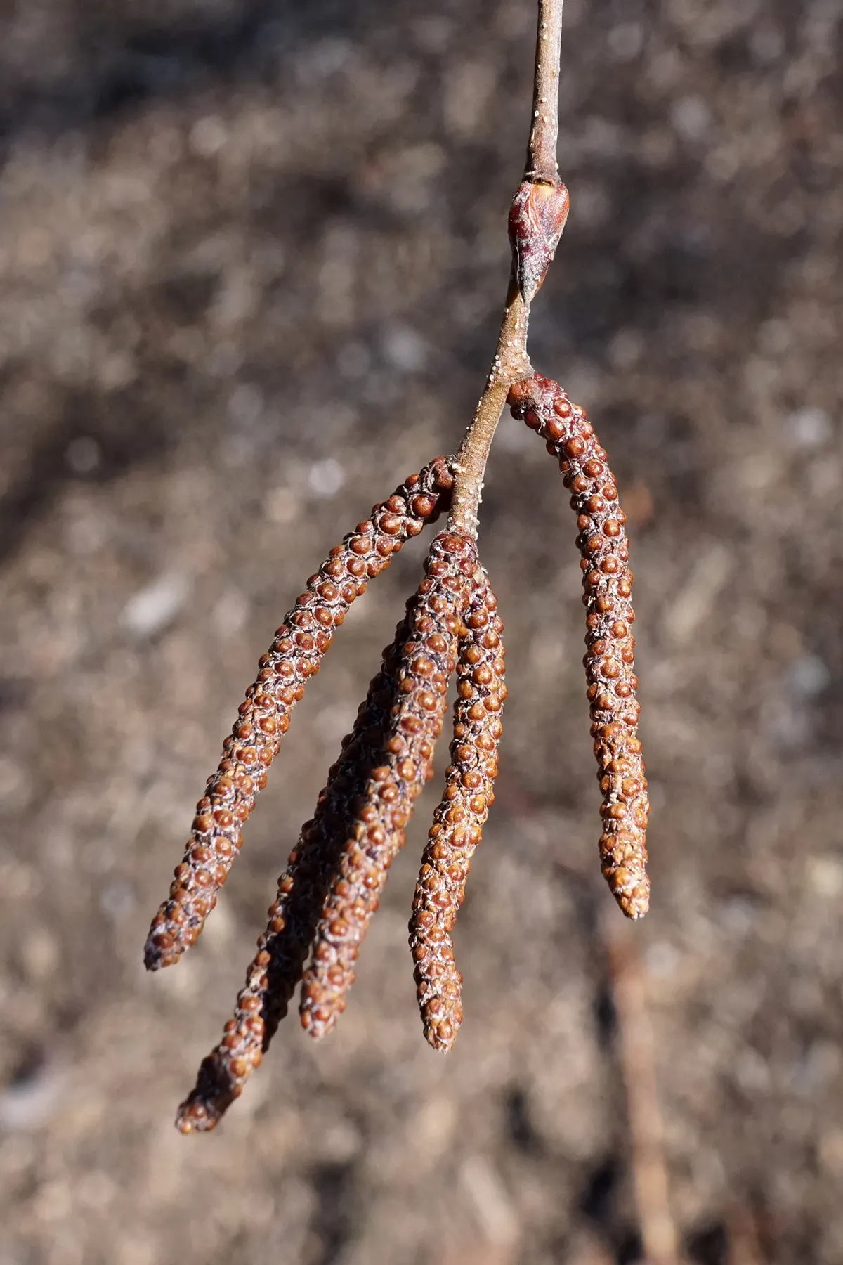 Jacquemontii Birch (Betula Jacquemontii) — making them suitable as focal points or for framing views.<br><br>With its moderately fast growth rate; which