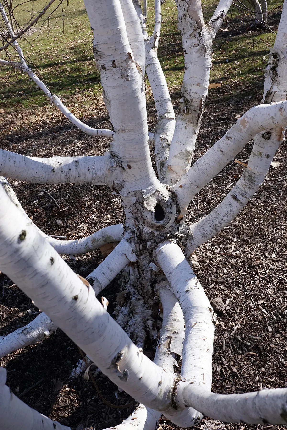 Jacquemontii Birch (Betula Jacquemontii) — with a canopy spread of 18 to 25 feet; reaching up to 40 feet high with a 20-foot spread, it thrives in USDA zones