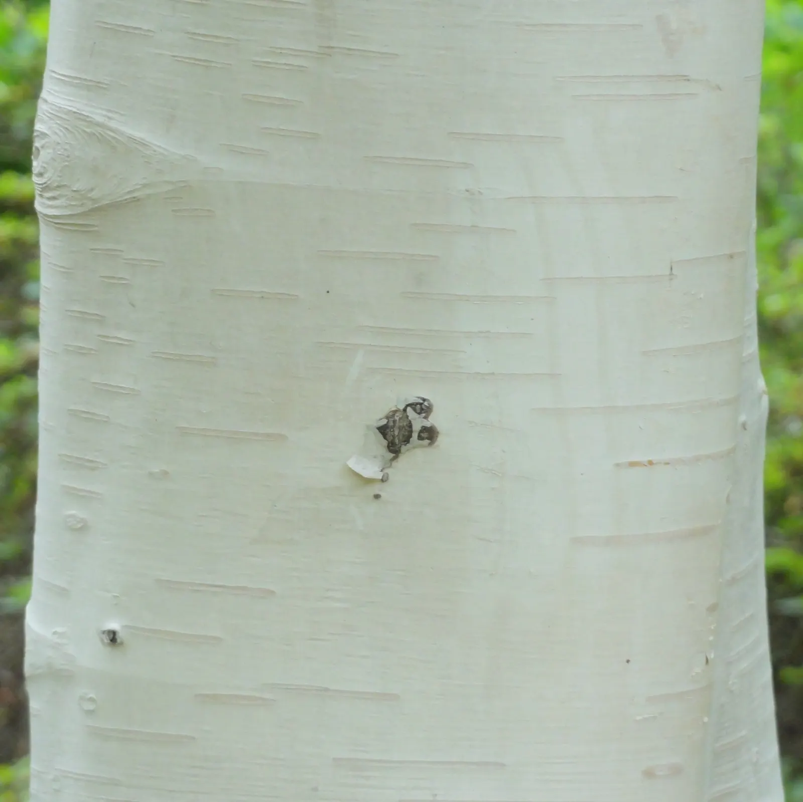 Jacquemontii Birch (Betula Jacquemontii) — This deciduous tree is renowned for its strikingly white bark