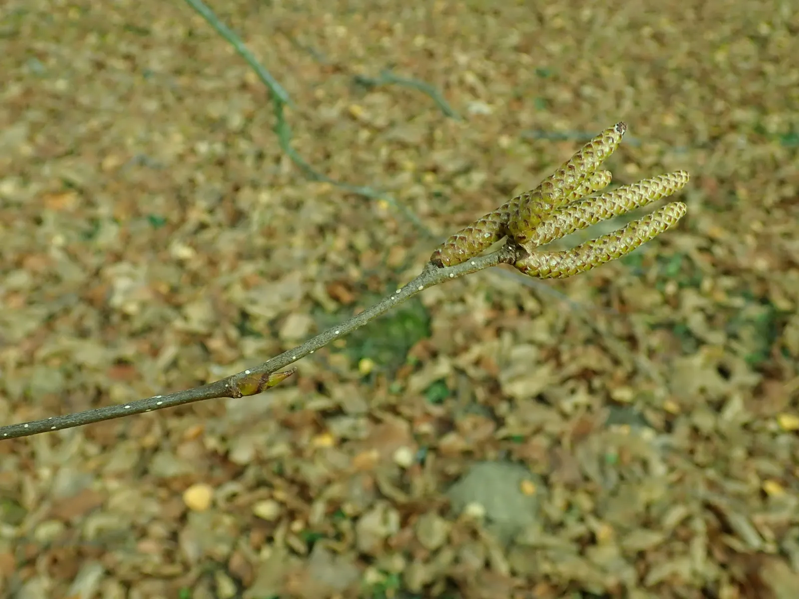 Jacquemontii Birch (Betula Jacquemontii) — with a canopy spread of 18 to 25 feet