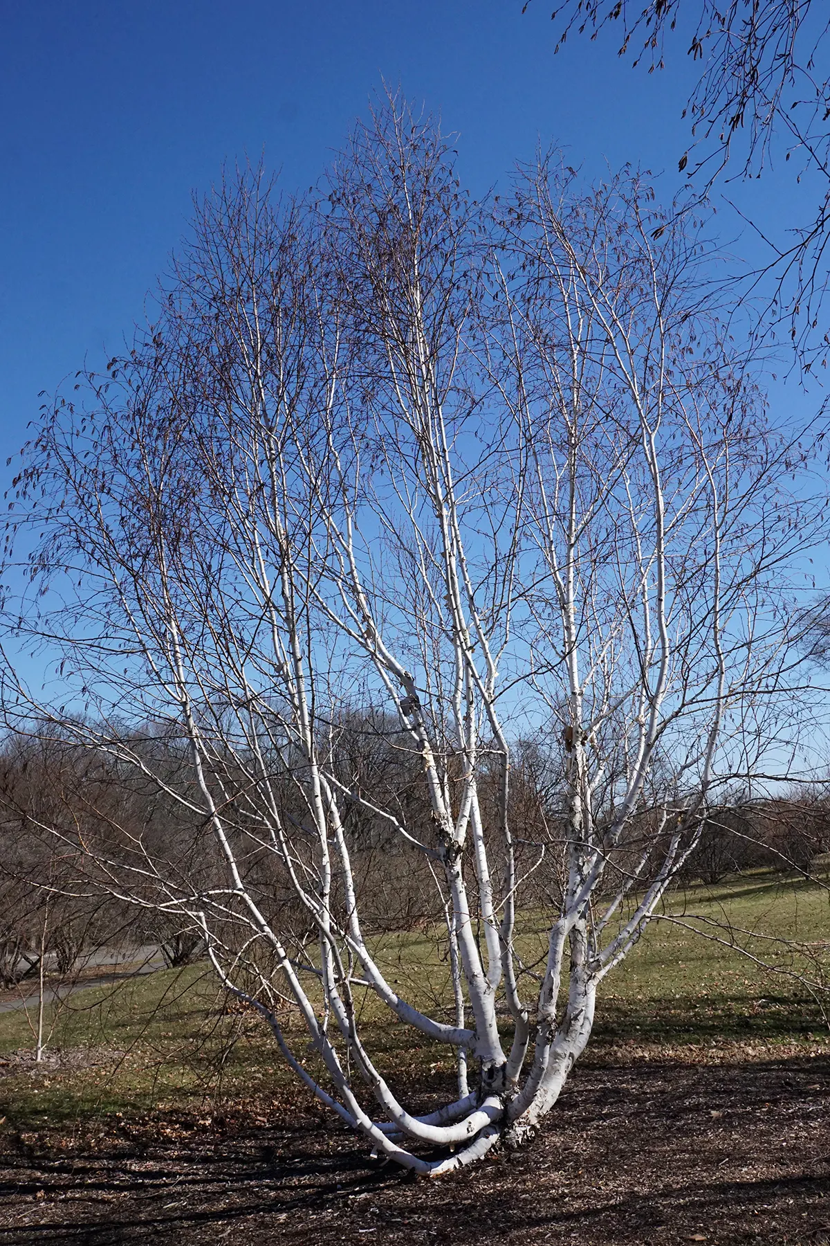 Jacquemontii Birch (Betula Jacquemontii) — It thrives in USDA Hardiness Zones 4 through 7, preferring full sun to partial shade; tree for full