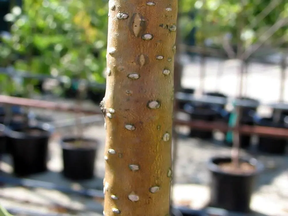 Jacquemontii Birch (Betula Jacquemontii) — making it a wise choice for a long-term landscape investment