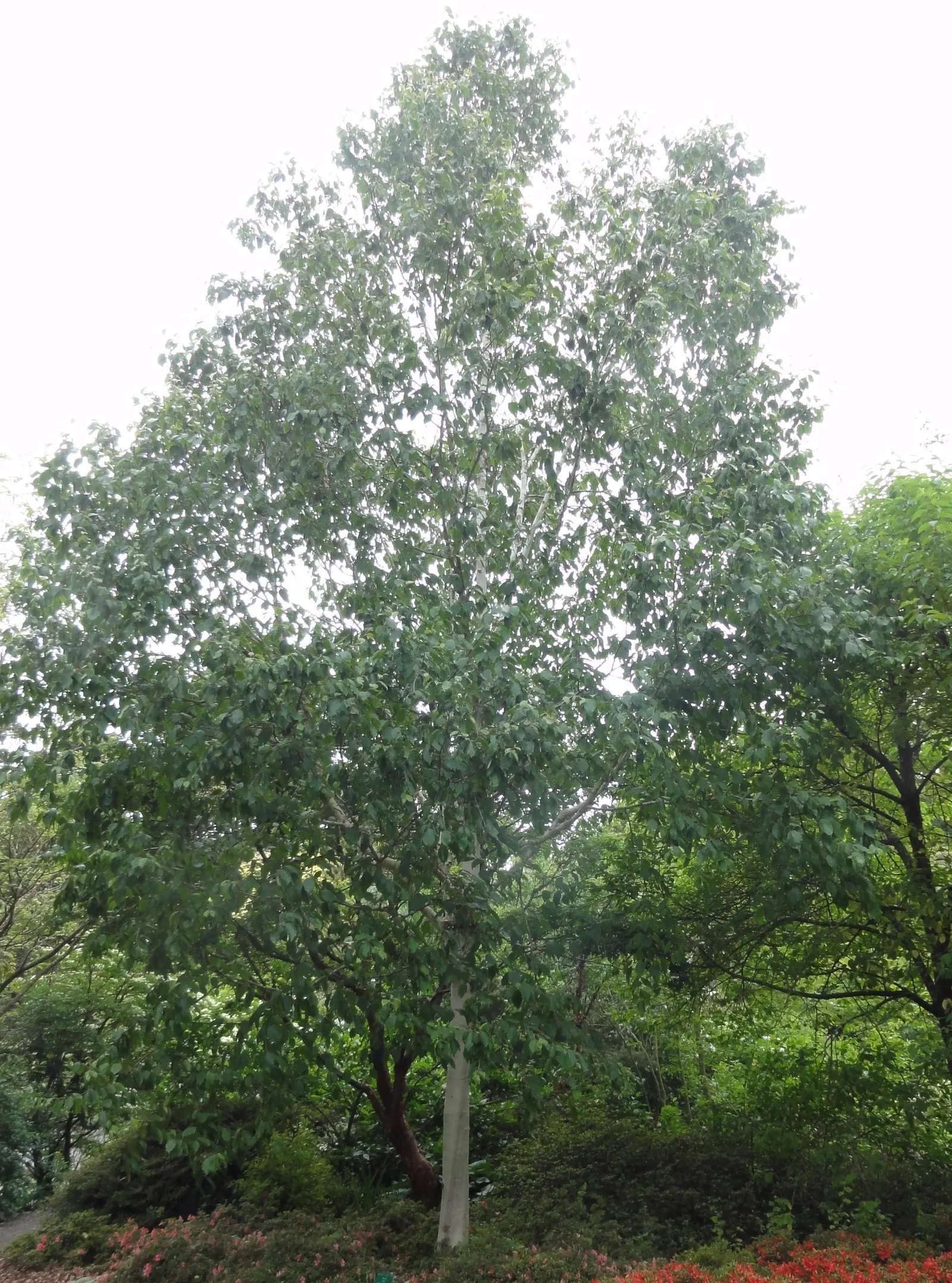 Jacquemontii Birch (Betula Jacquemontii) — this birch adds quick elegance to landscapes; although it enjoys regular moisture, proper drainage is crucial to