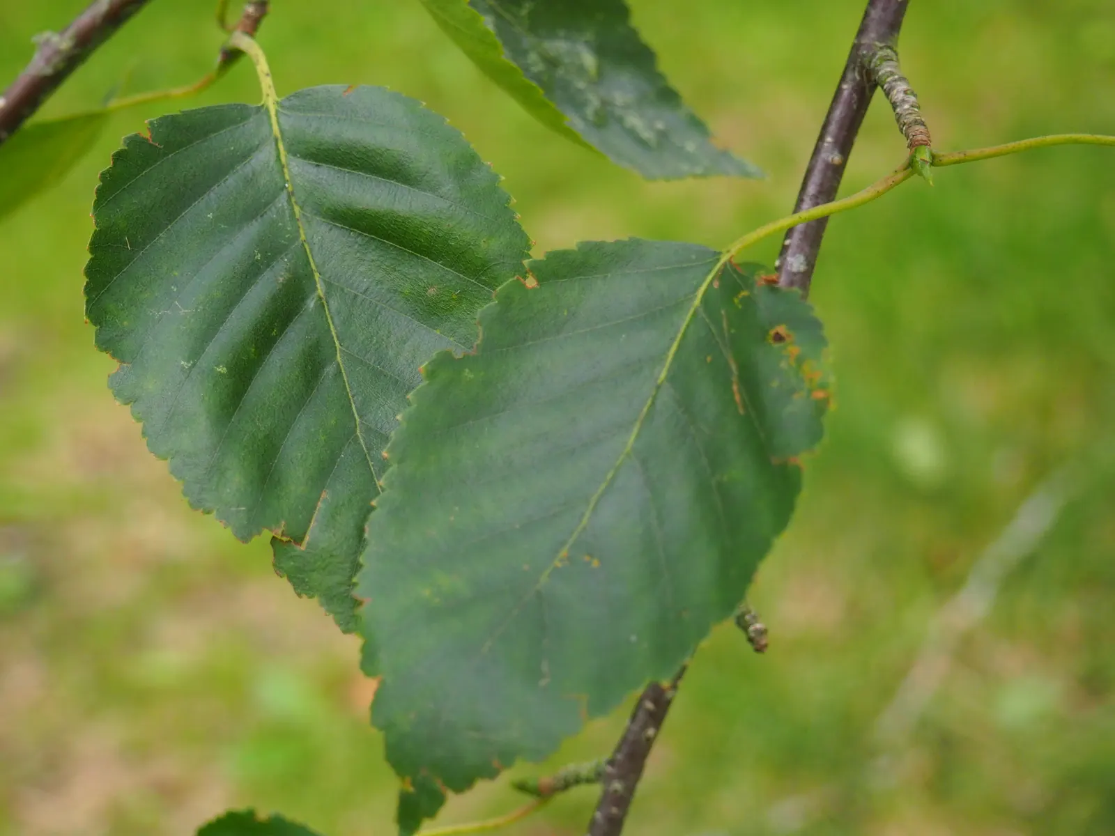Jacquemontii Birch (Betula Jacquemontii) — This deciduous tree prefers full sun to partial shade and well-drained soil