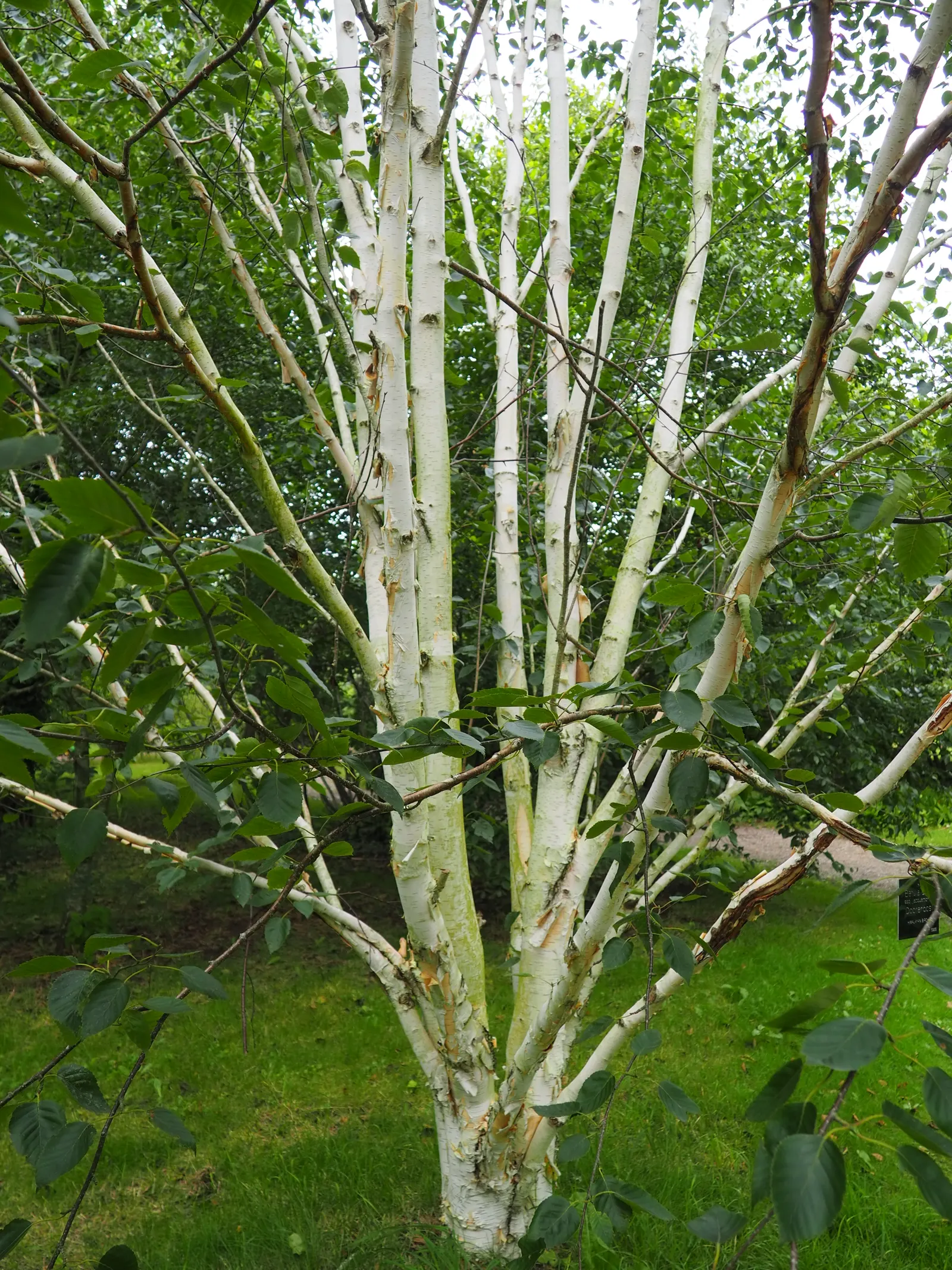 Jacquemontii Birch (Betula Jacquemontii) — It thrives in USDA Hardiness Zones 4 through 7, preferring full sun to partial shade