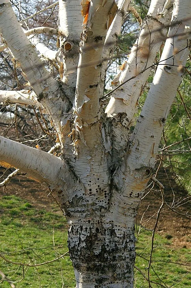 Jacquemontii Birch (Betula Jacquemontii) — This deciduous tree prefers full sun to partial shade and well-drained soil; making them suitable as focal points or