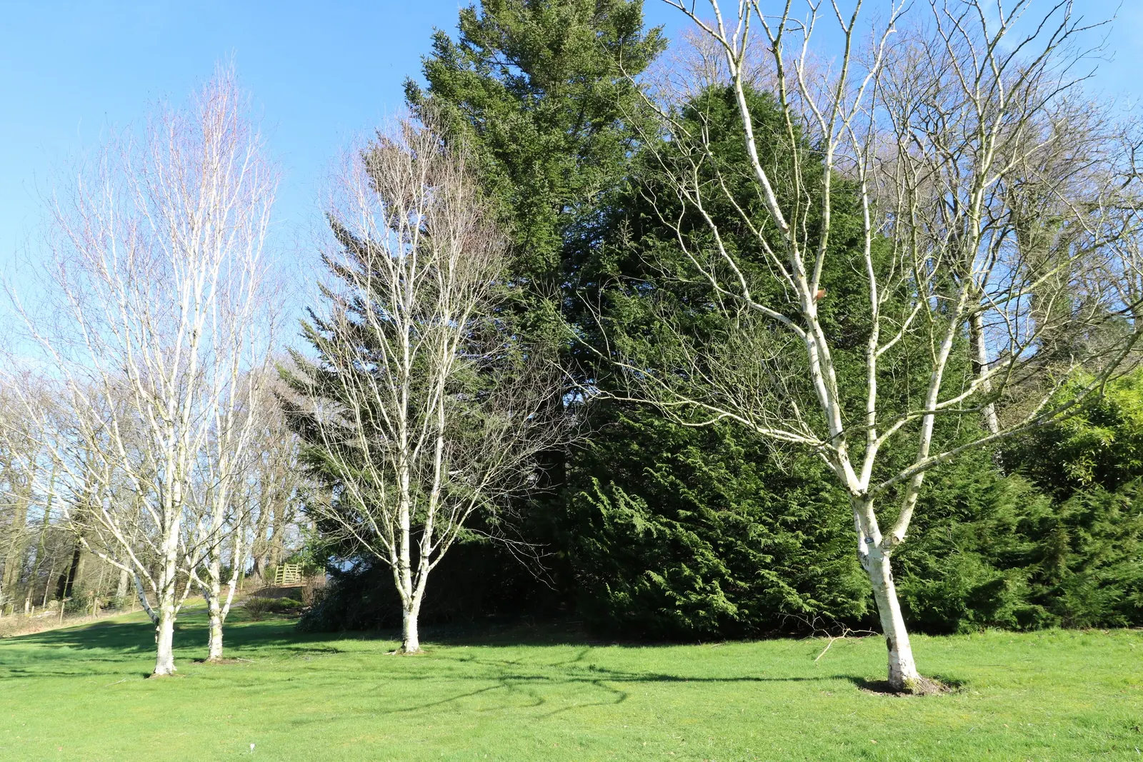 Jacquemontii Birch (Betula Jacquemontii) — the Jacquemontii Birch is not only an attractive addition but low maintenance