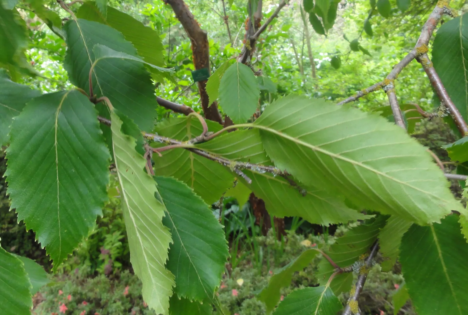Jacquemontii Birch (Betula Jacquemontii) — with minimal care required aside from occasional pruning for shape