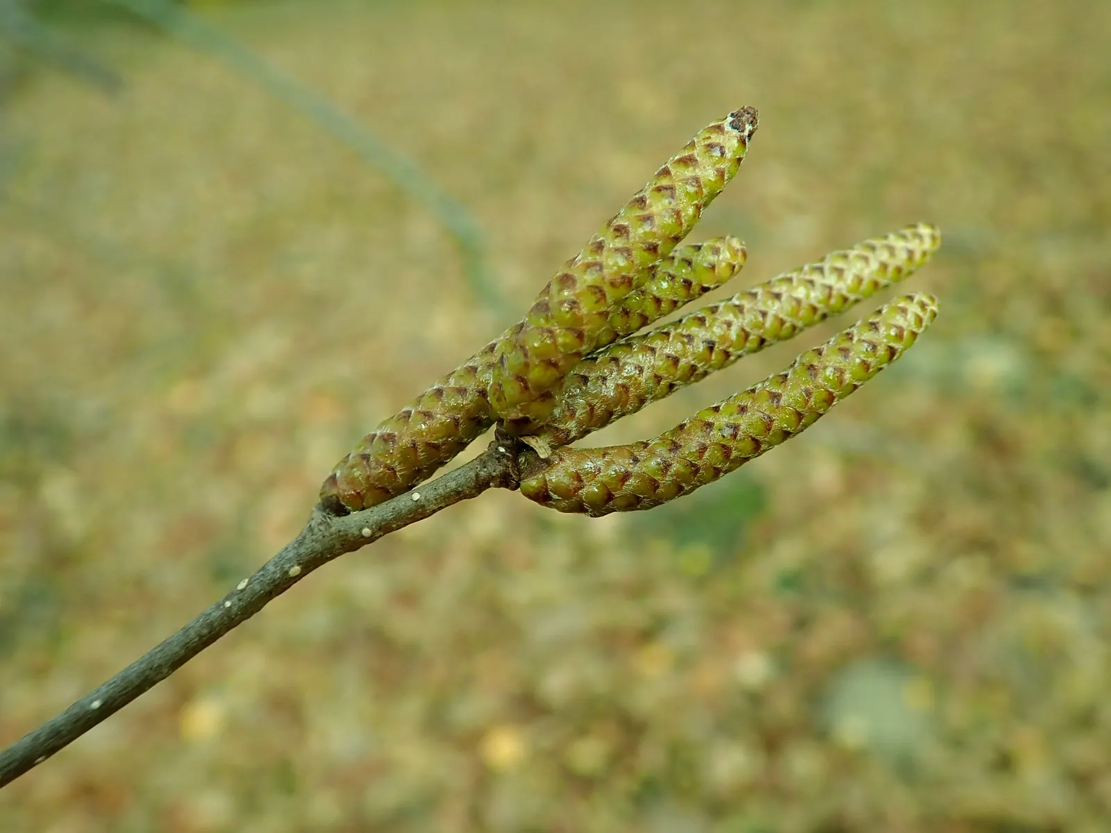 Jacquemontii Birch (Betula Jacquemontii) — To achieve optimal growth and health, Betula jacquemontii should be planted in moist, well-drained soil; this