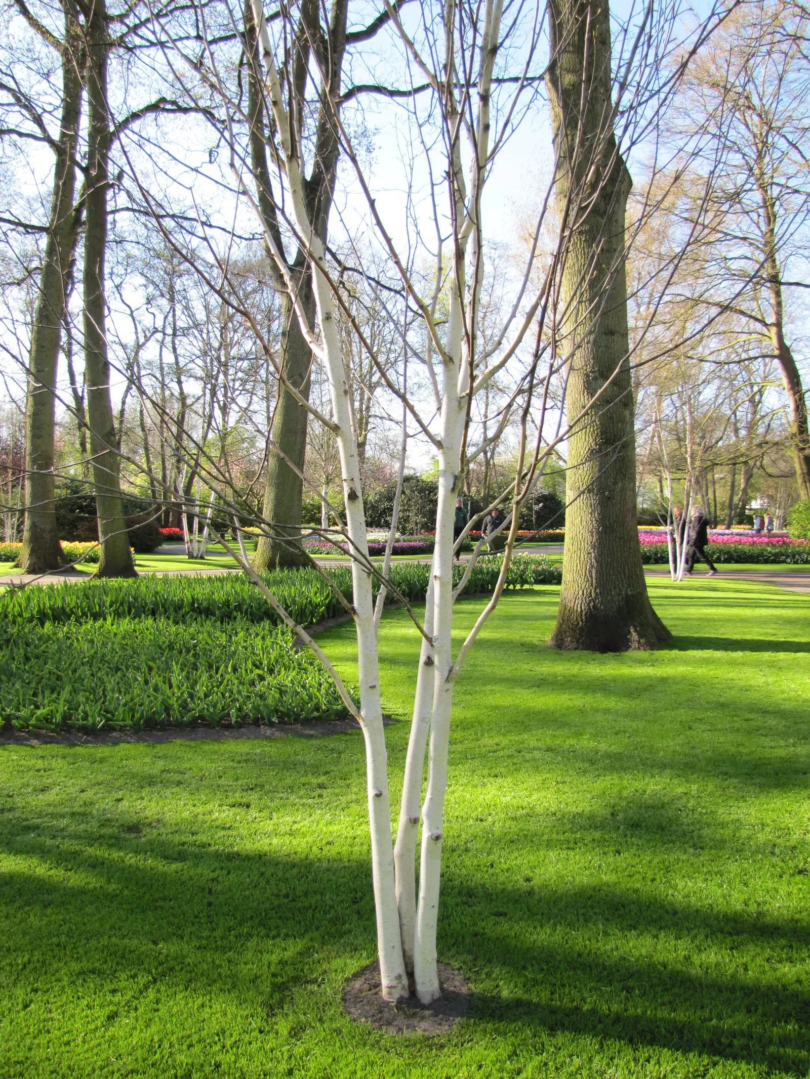 Jacquemontii Birch (Betula Jacquemontii) — adding seasonal charm.<br><br>When incorporating Jacquemontii Birch into your garden design