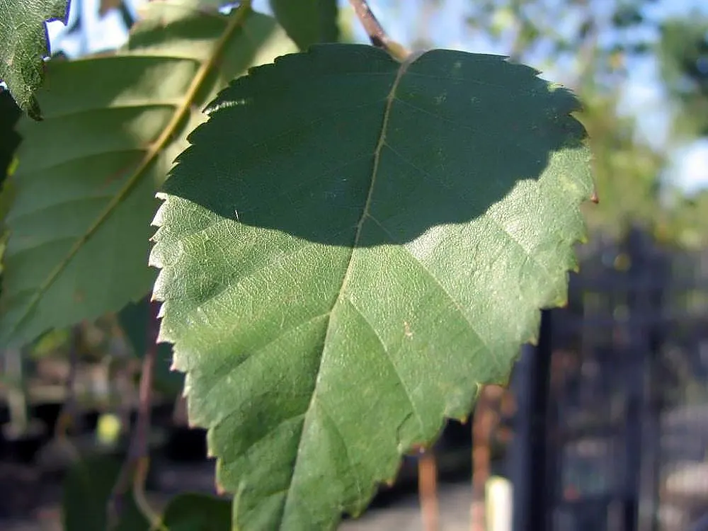 Jacquemontii Birch (Betula Jacquemontii) — the white bark is most vivid on new growth