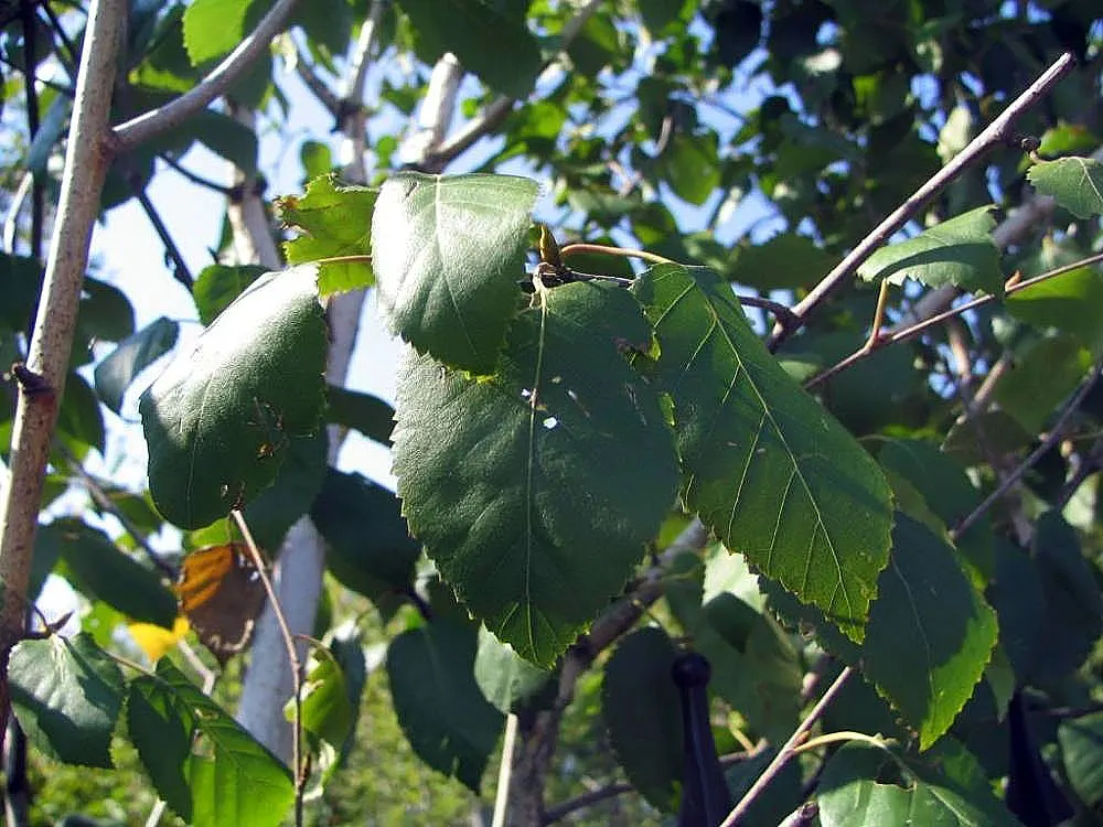 Jacquemontii Birch (Betula Jacquemontii) — Reaching up to 40 feet high with a 20-foot spread, it thrives in USDA zones 5-7; with minimal care required aside