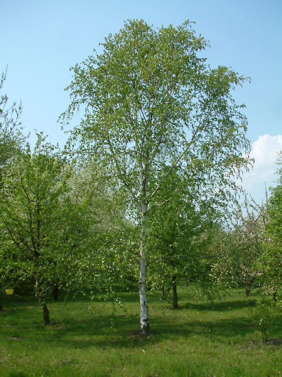 Jacquemontii Birch (Betula Jacquemontii) — making them suitable as focal points or for framing views.<br><br>With its moderately fast growth rate