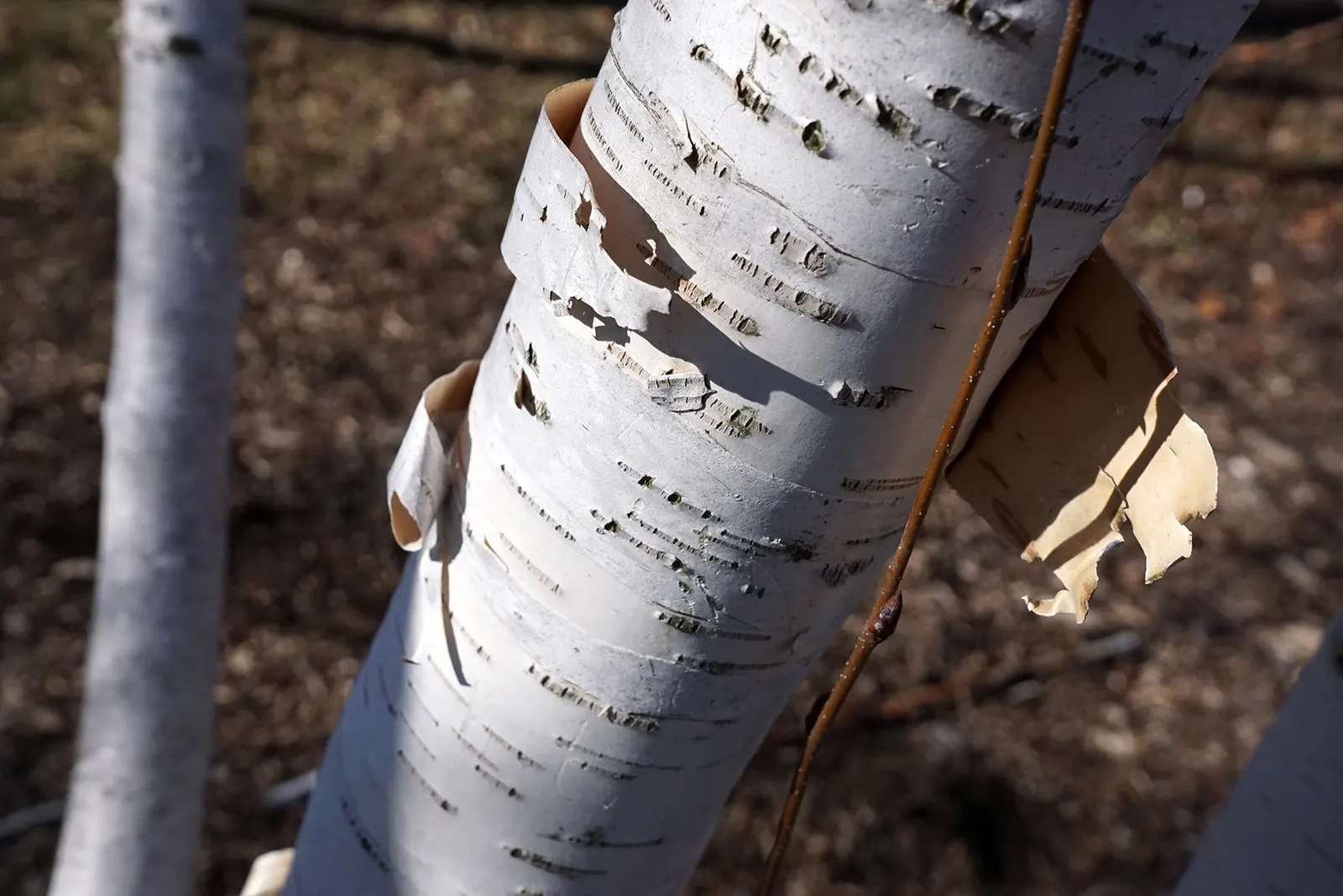 Jacquemontii Birch (Betula Jacquemontii) — is a standout specimen in any landscape design; adding seasonal charm.<br><br>When incorporating Jacquemontii Birch