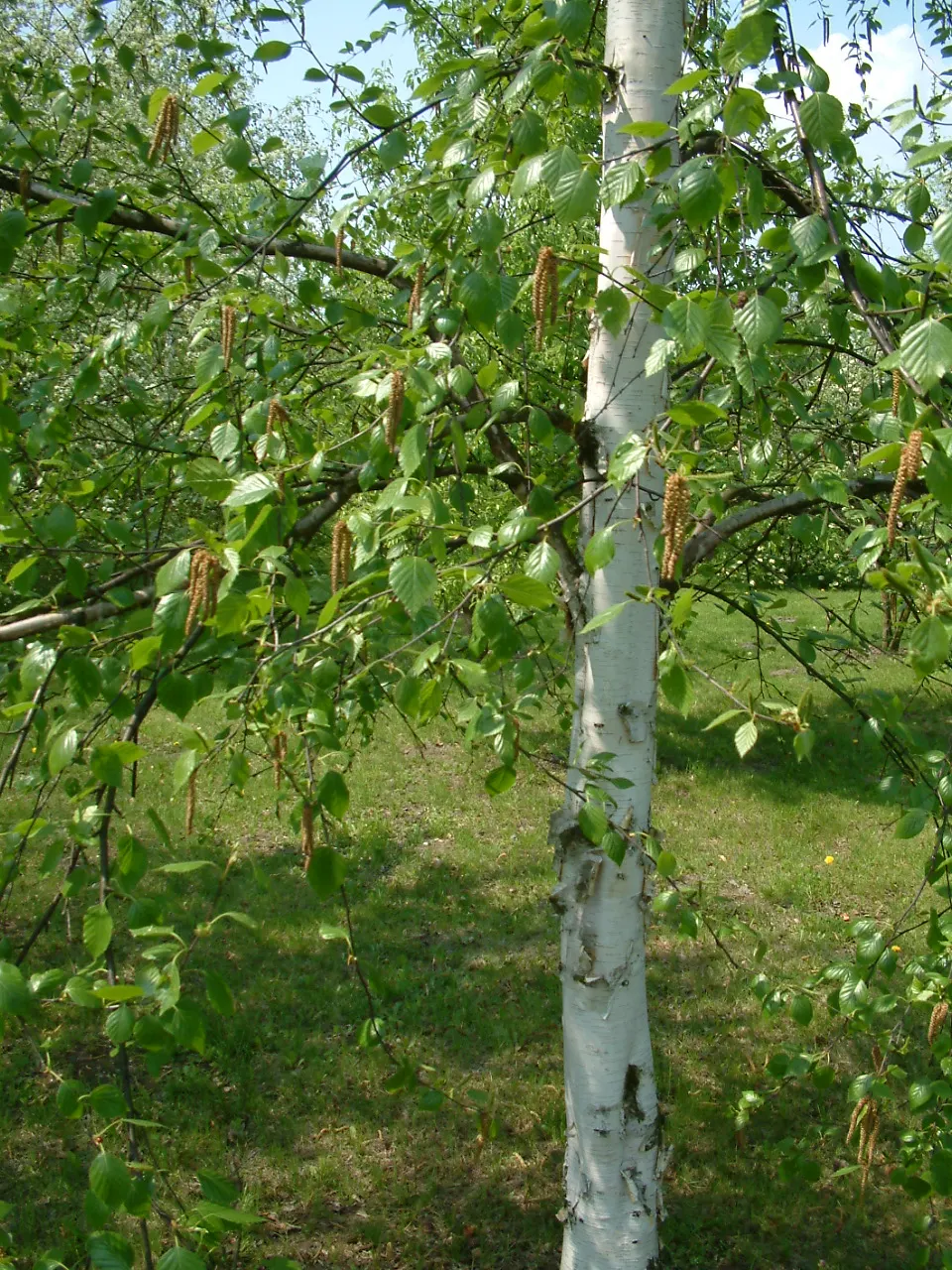 Jacquemontii Birch (Betula Jacquemontii) — To achieve optimal growth and health, Betula jacquemontii should be planted in moist, well-drained soil