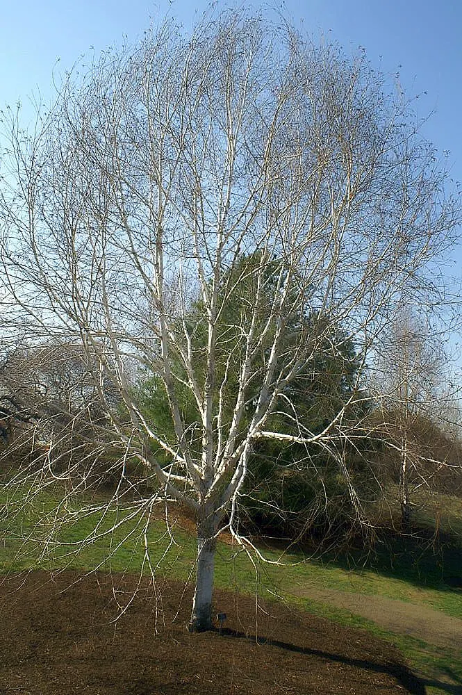 Jacquemontii Birch (Betula Jacquemontii) — requiring minimal upkeep once established