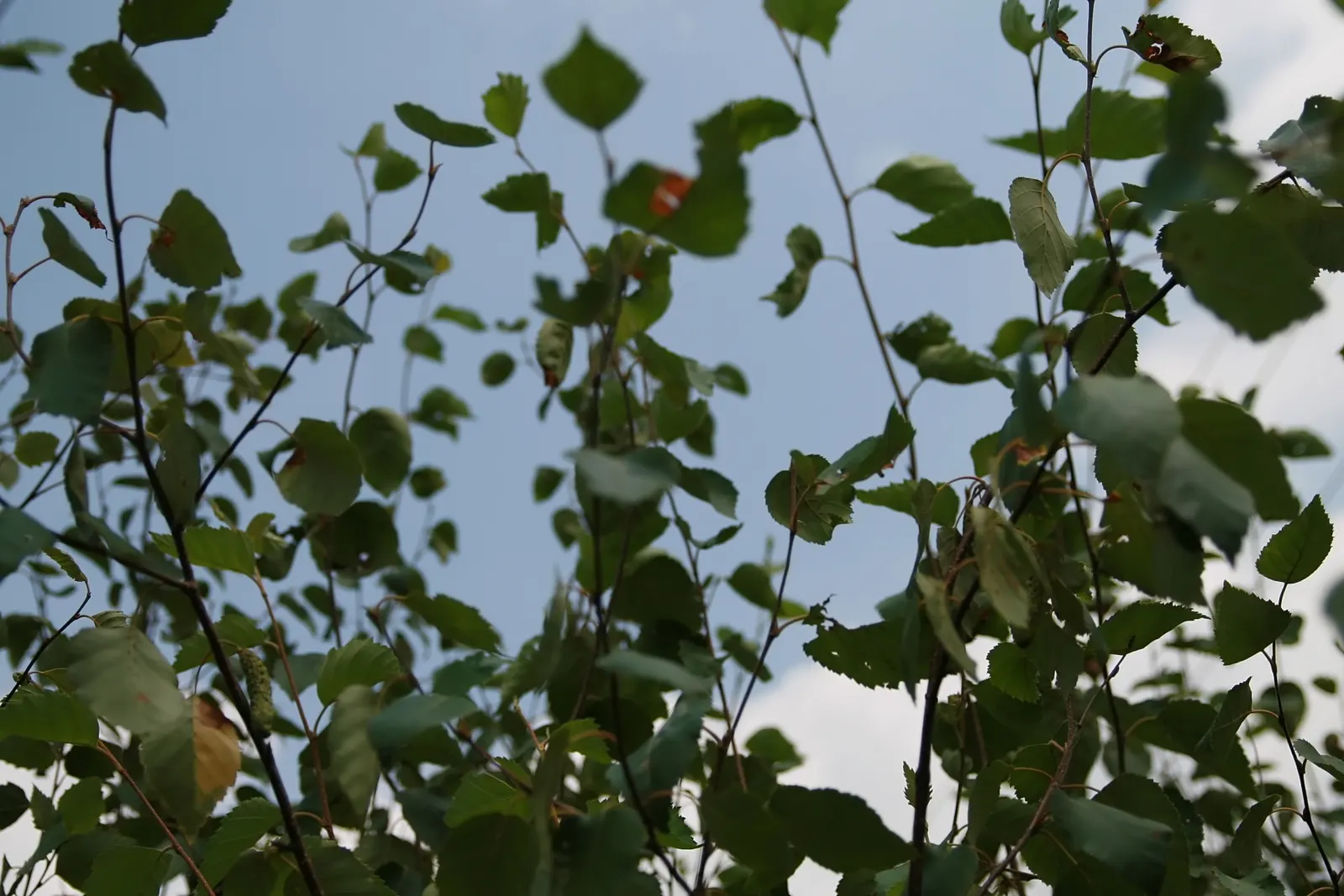 Jacquemontii Birch (Betula Jacquemontii) — scientifically known as Betula jacquemontii