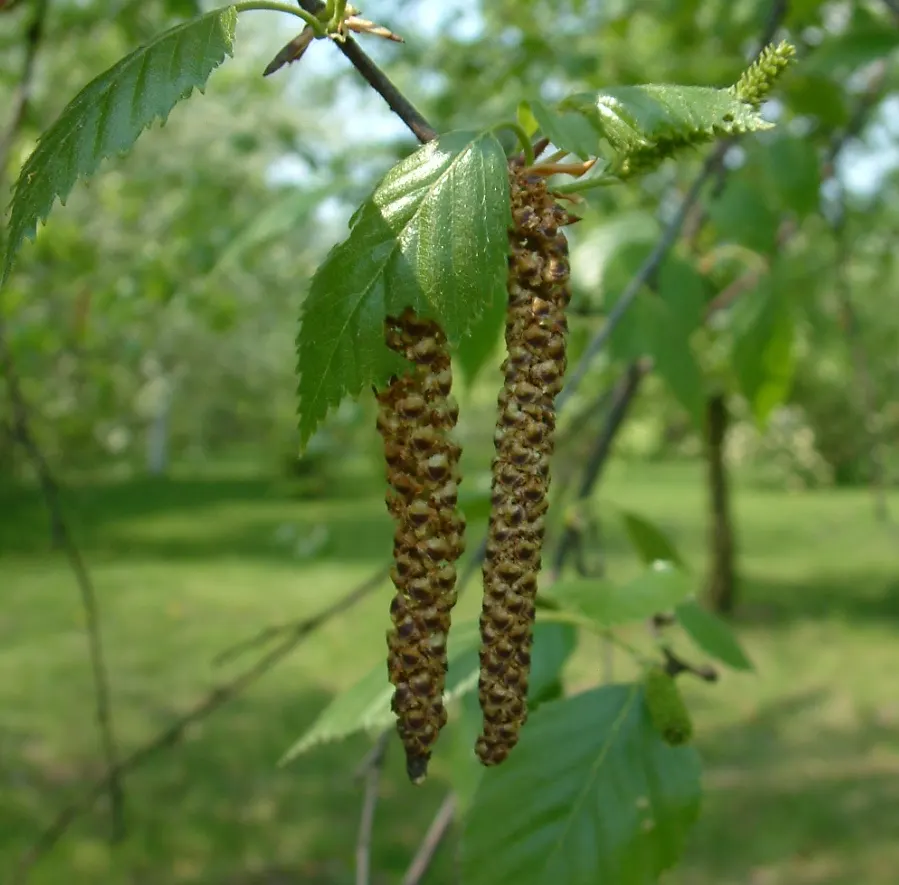 Jacquemontii Birch (Betula Jacquemontii) — Reaching up to 40 feet high with a 20-foot spread, it thrives in USDA zones 5-7