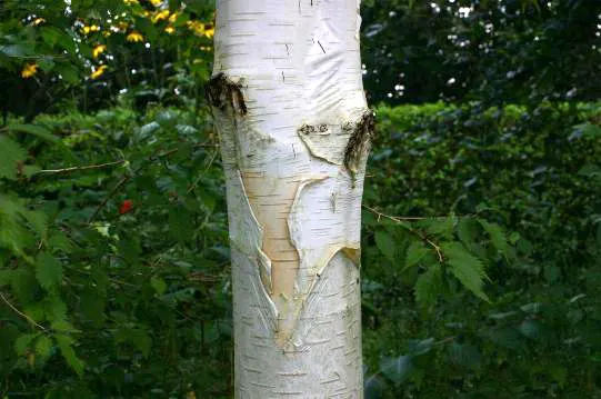 Jacquemontii Birch (Betula Jacquemontii) — Its oval to rounded shape consists of green leaves that transition to a bright yellow in the fall
