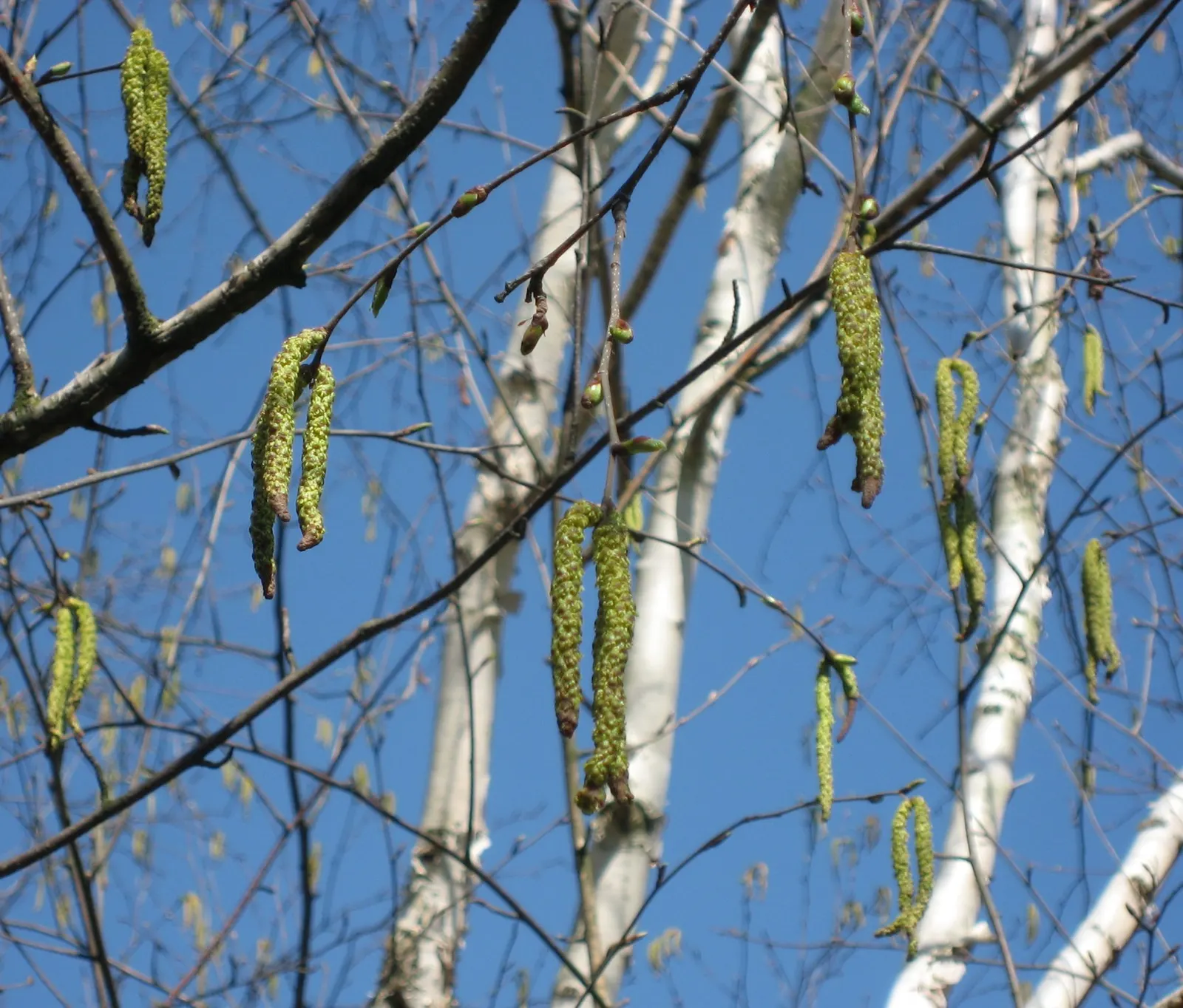 Jacquemontii Birch (Betula Jacquemontii) — which provides year-round interest and creates an appealing contrast with the surrounding plantings; mature