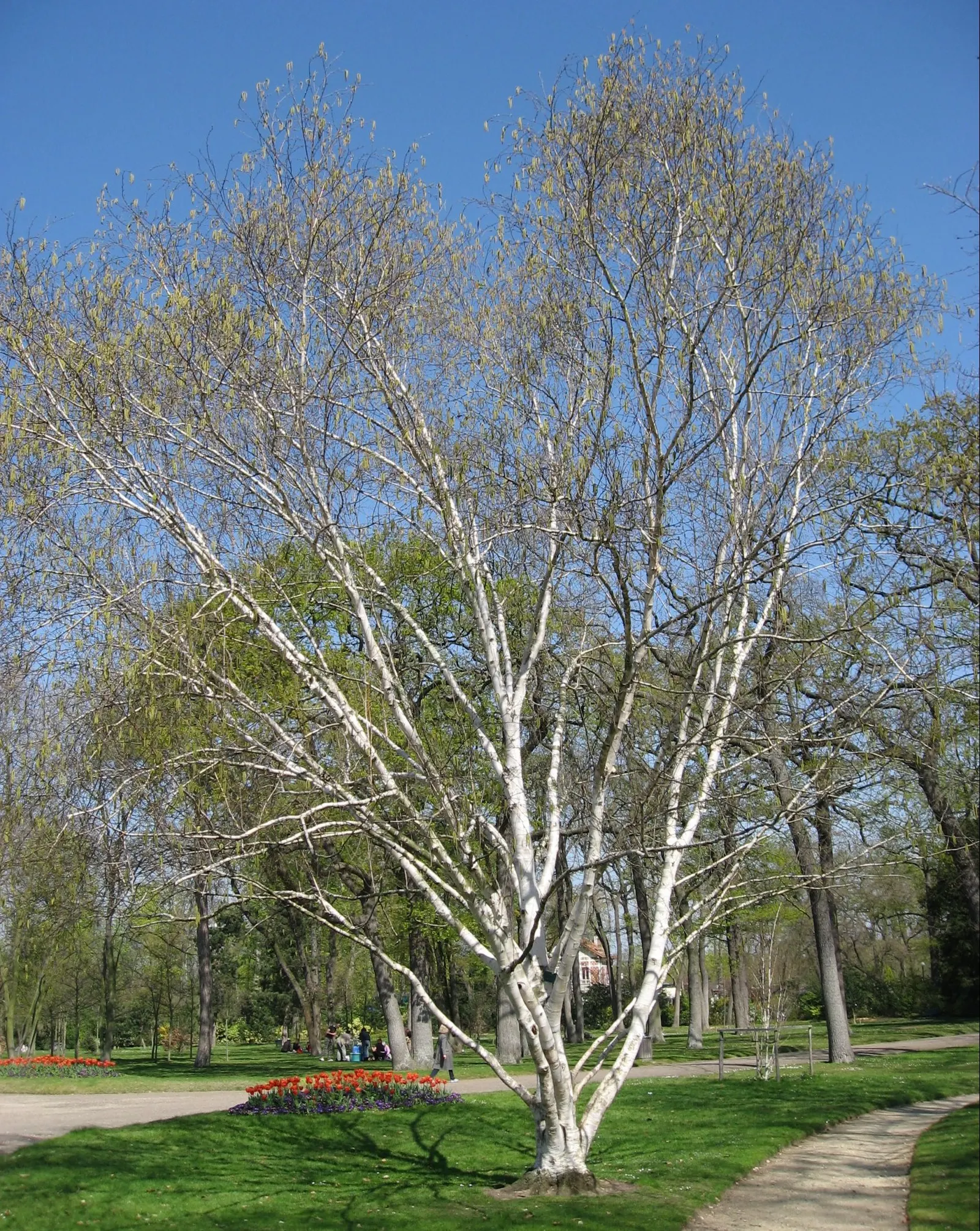 Jacquemontii Birch (Betula Jacquemontii) — Mature specimens can reach heights of 30 to 40 feet; its oval to rounded shape consists of green leaves that