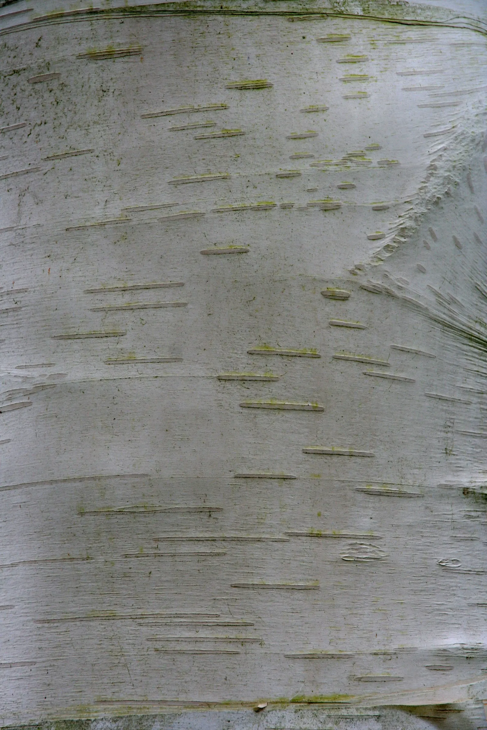 Jacquemontii Birch (Betula Jacquemontii) — this birch adds quick elegance to landscapes