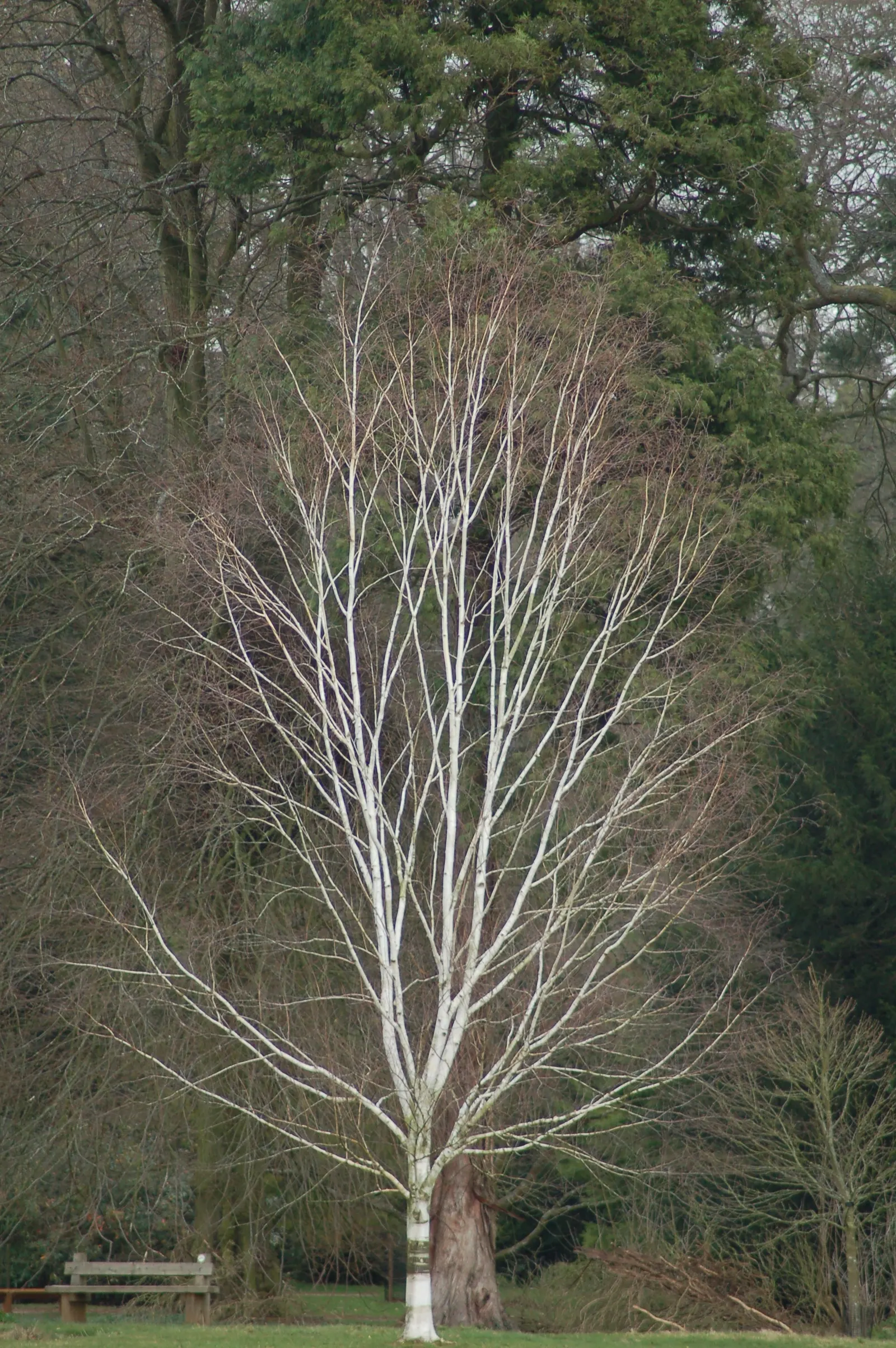 Jacquemontii Birch (Betula Jacquemontii) — This deciduous tree is renowned for its strikingly white bark; this deciduous tree prefers full sun to partial shade
