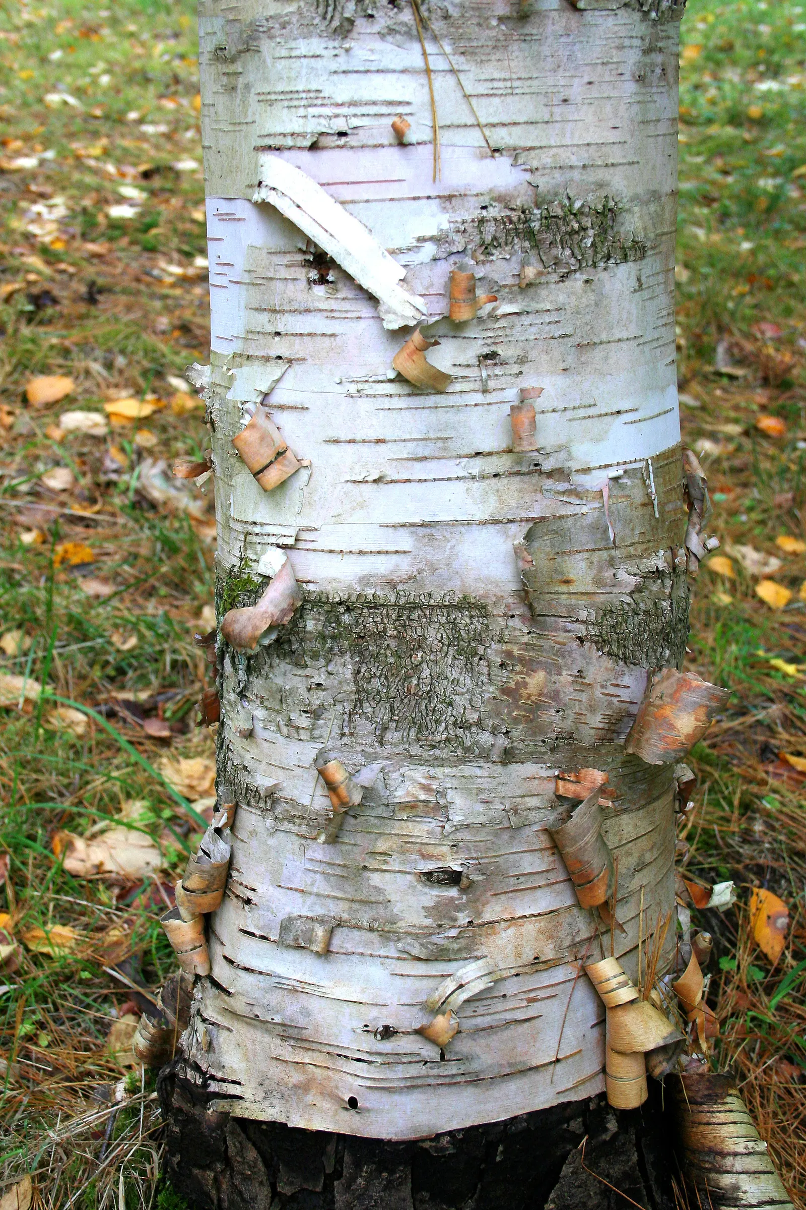 Jacquemontii Birch (Betula Jacquemontii) — Although it enjoys regular moisture, proper drainage is crucial to prevent root rot