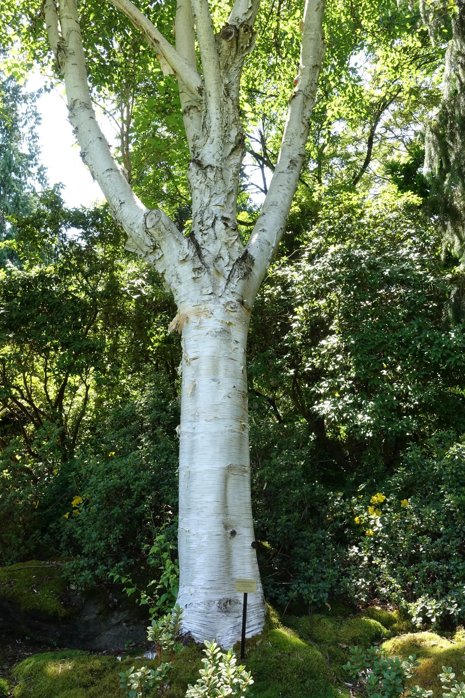 Jacquemontii Birch (Betula Jacquemontii) — with minimal care required aside from occasional pruning for shape; it's a striking focal point or grouped for a
