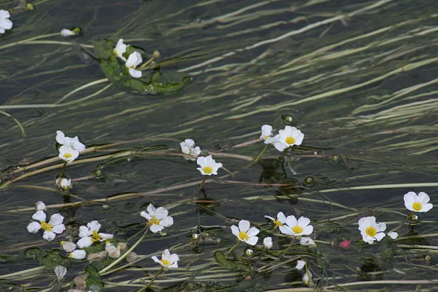 Ranunculus, Improved (Ranunculus Hybrids) — This plant's opulent blossoms span 3 to 6 inches across