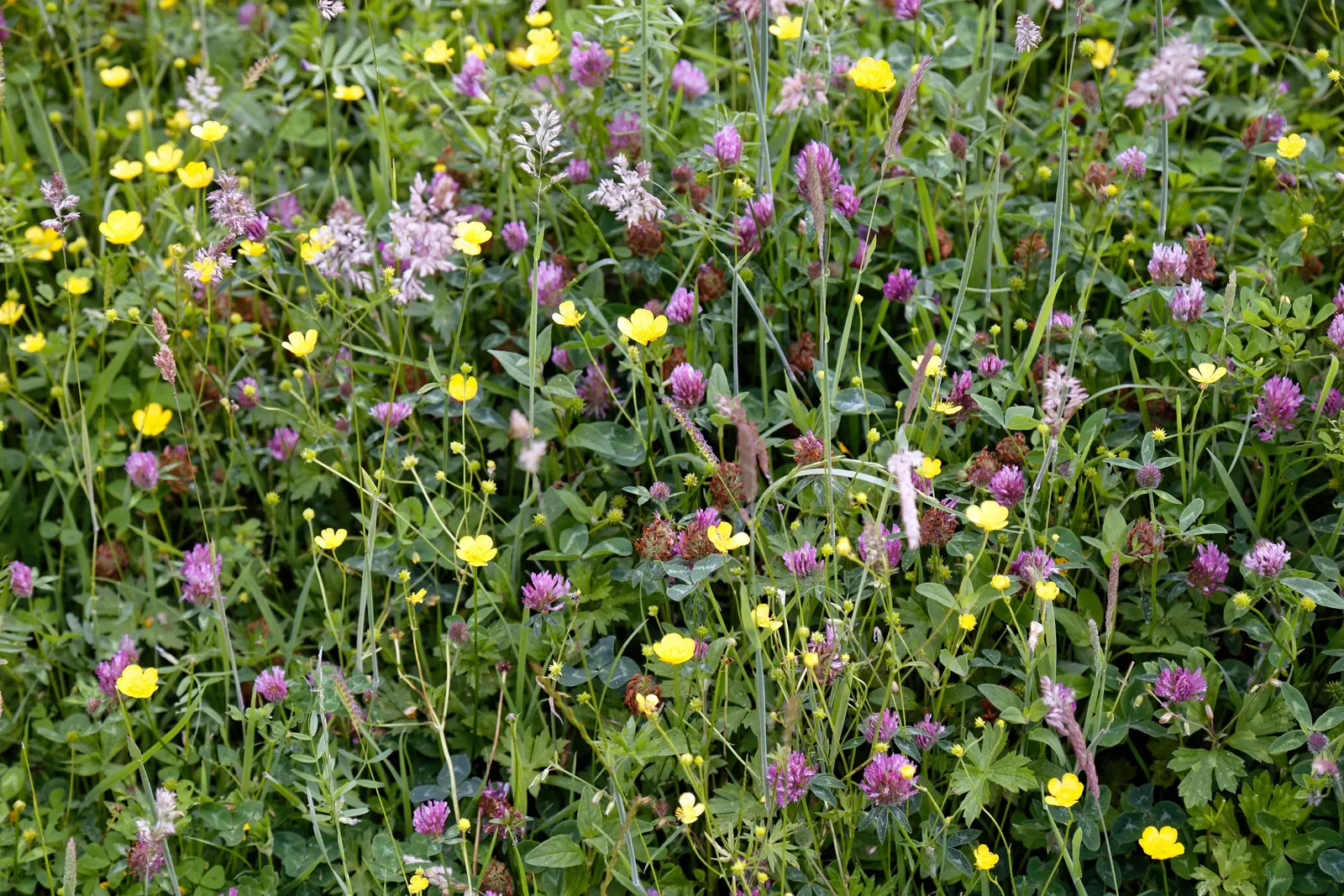 Ranunculus, Improved (Ranunculus Hybrids) — These perennials thrive in full sun to partial shade, favoring well-drained soil