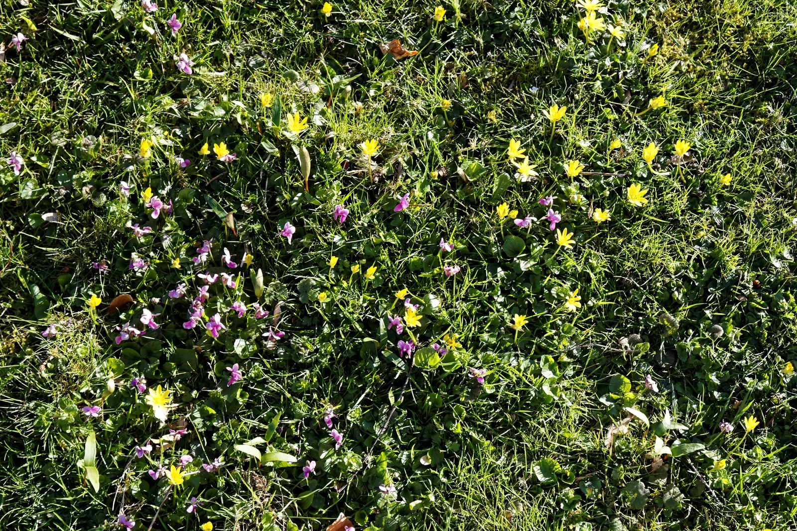 Ranunculus, Improved (Ranunculus Hybrids) — Plant bulbs 1-2 inches deep and 4-6 inches apart in the fall