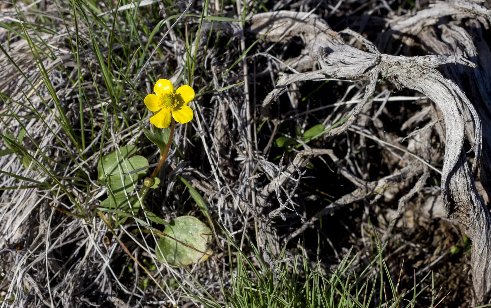 Ranunculus, Improved (Ranunculus Hybrids) — paper-like petals and lush foliage