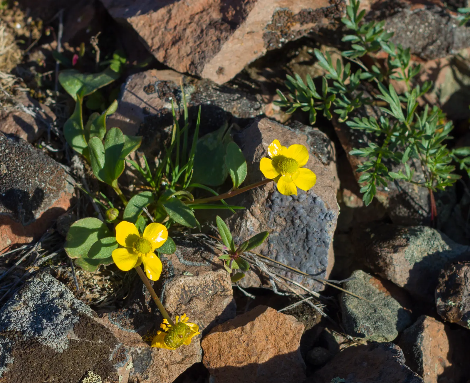 Ranunculus, Improved (Ranunculus Hybrids) — commonly referred to as Persian Buttercup