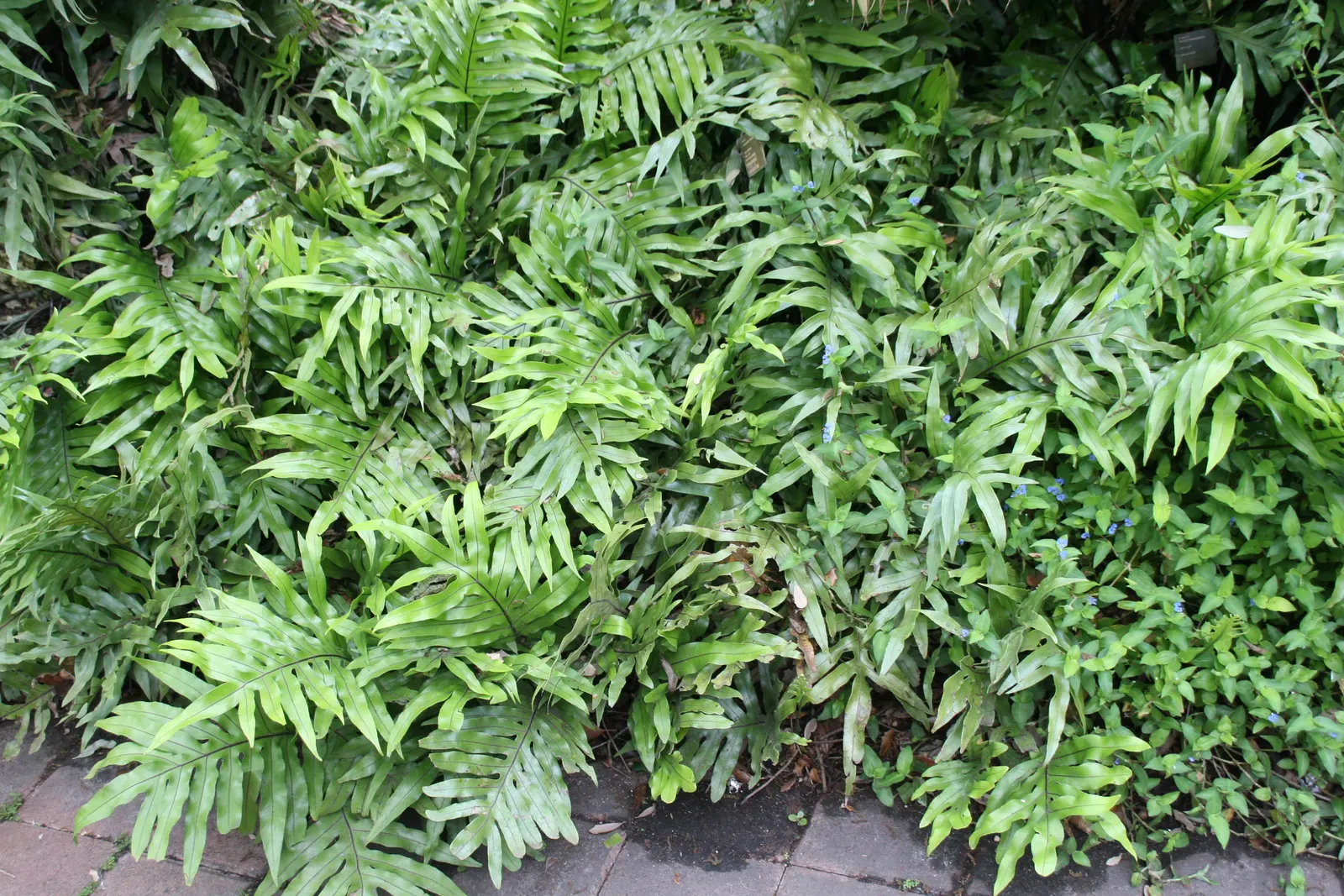 Leathery Polypody (Polypodium Scolopendria) — Hardy in zones 9-11, it thrives in partial to full shade and well-drained, humus-rich soil
