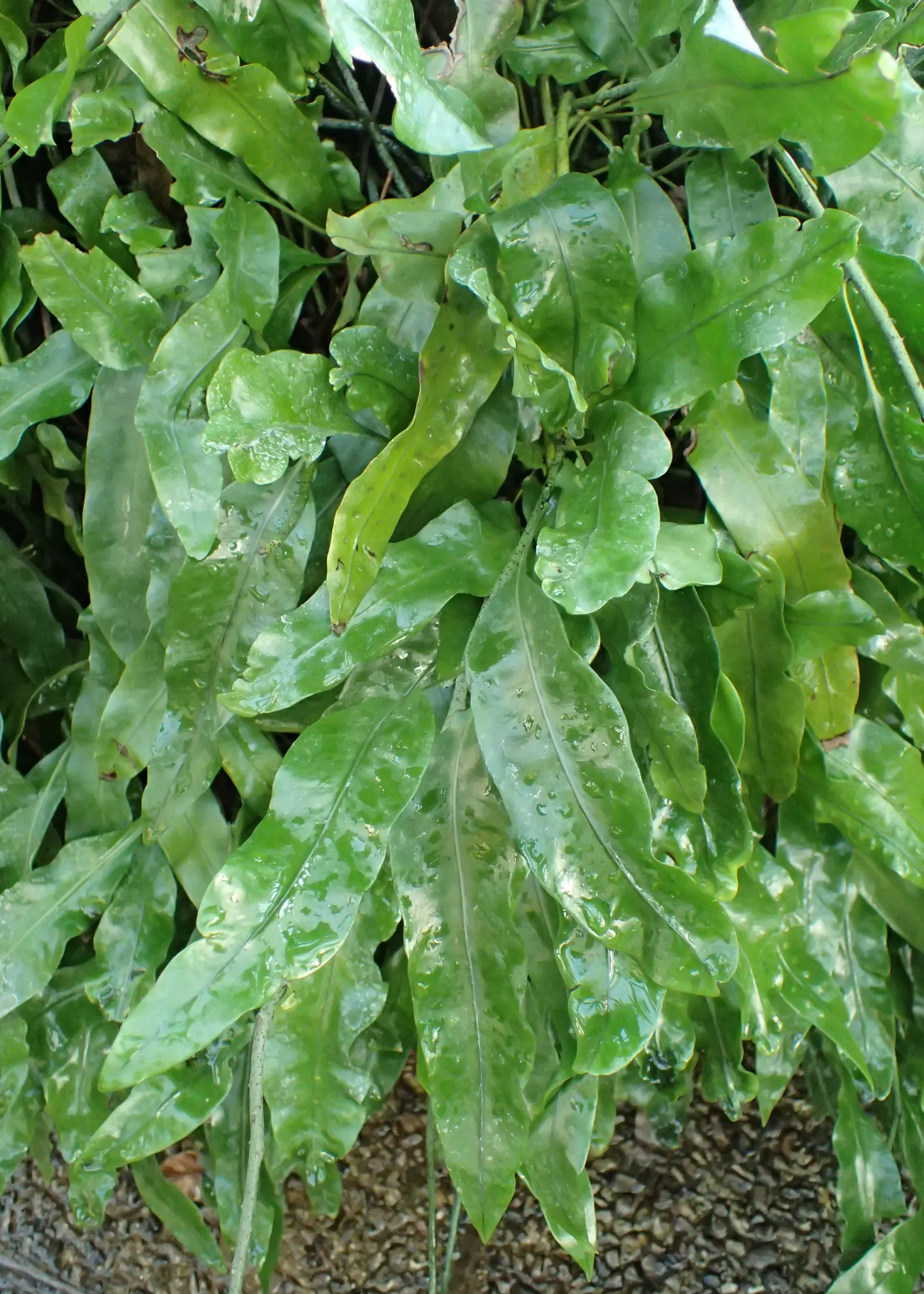 Leathery Polypody (Polypodium Scolopendria) — and while it can tolerate minor dry spells