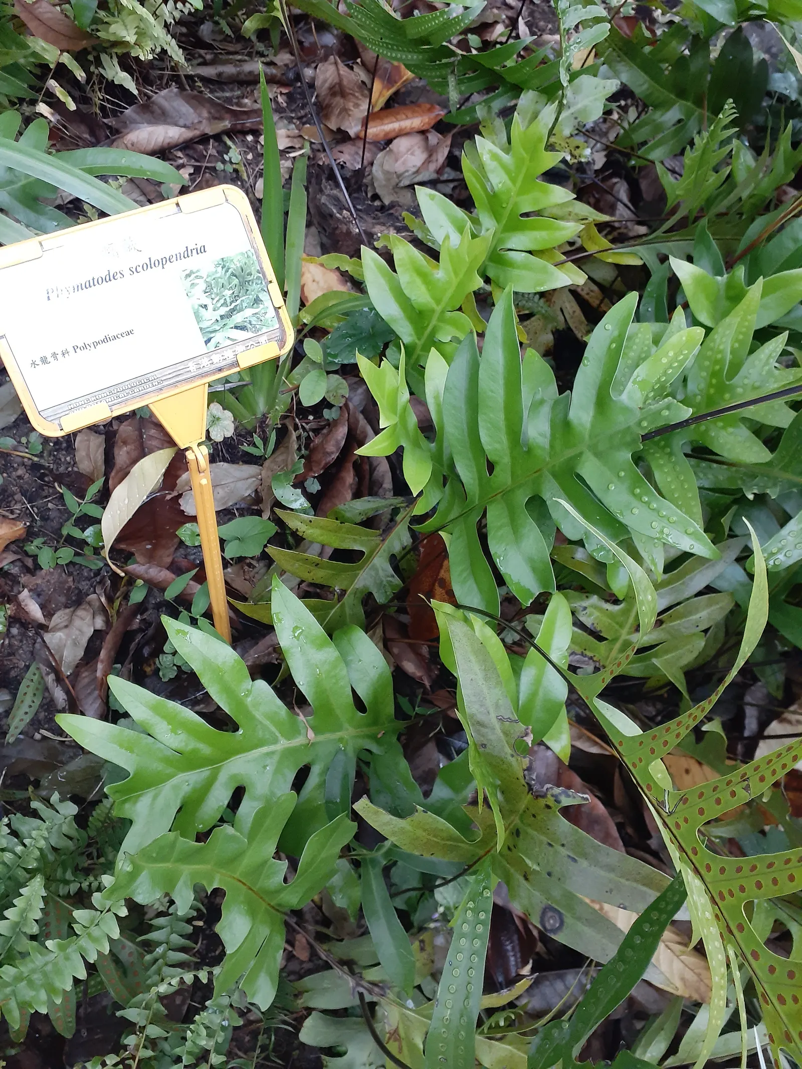 Leathery Polypody (Polypodium Scolopendria) — Recognizable by its broad; it's worth noting to the client that this fern is largely pest and disease-free