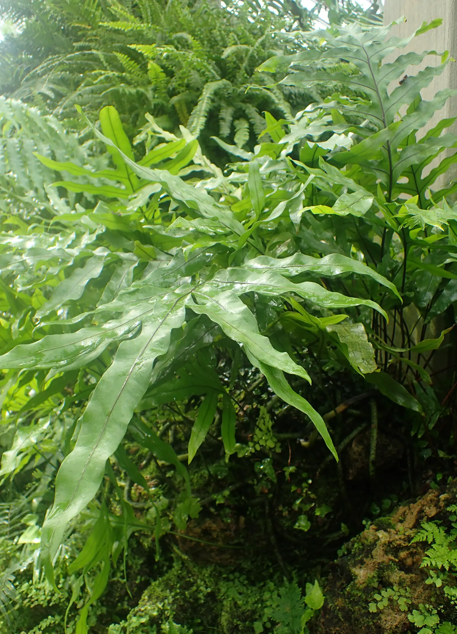 Leathery Polypody (Polypodium Scolopendria) — This low-maintenance ground cover prefers moderate moisture, with drought tolerance once established; waxy fronds