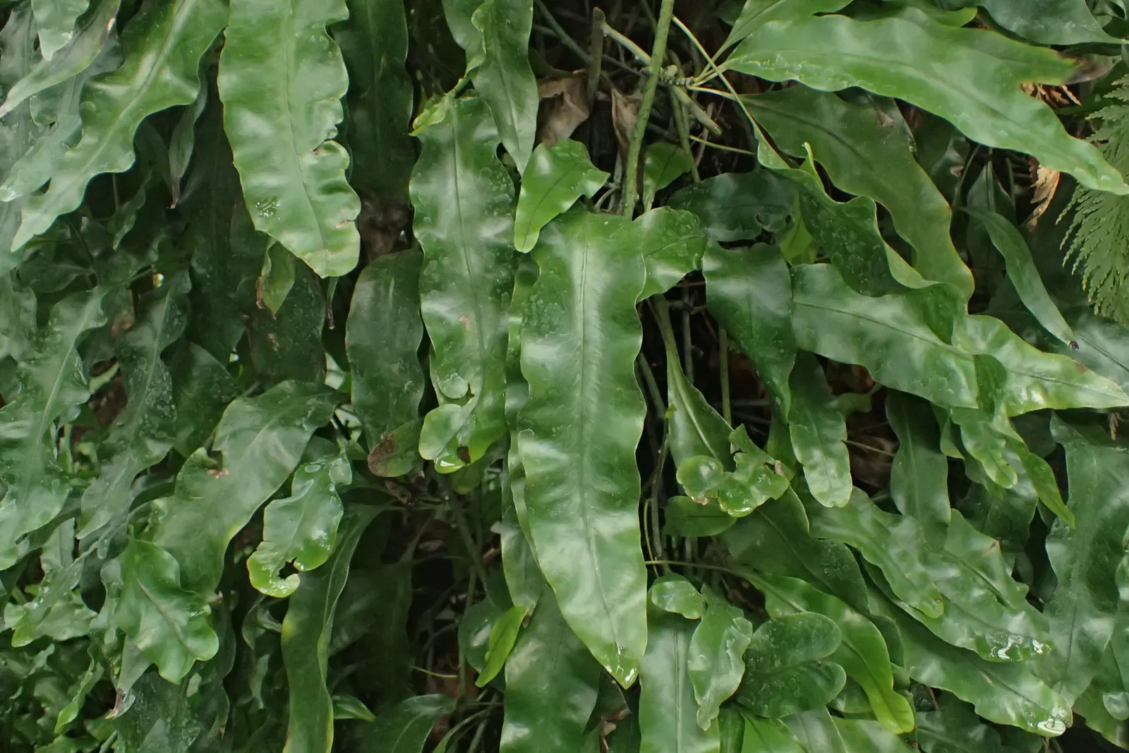 Leathery Polypody (Polypodium Scolopendria) — waxy fronds up to 18 inches long