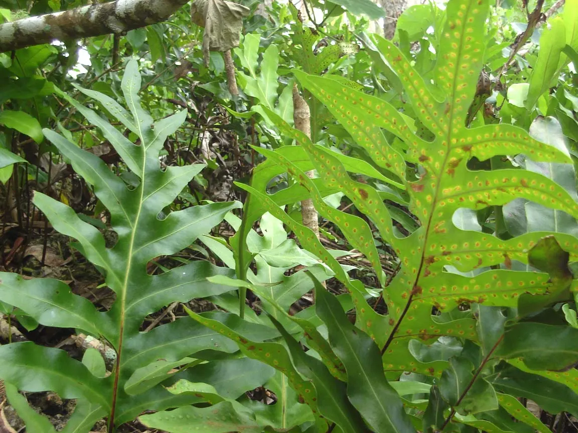 Leathery Polypody (Polypodium Scolopendria) — environment for the fern's roots