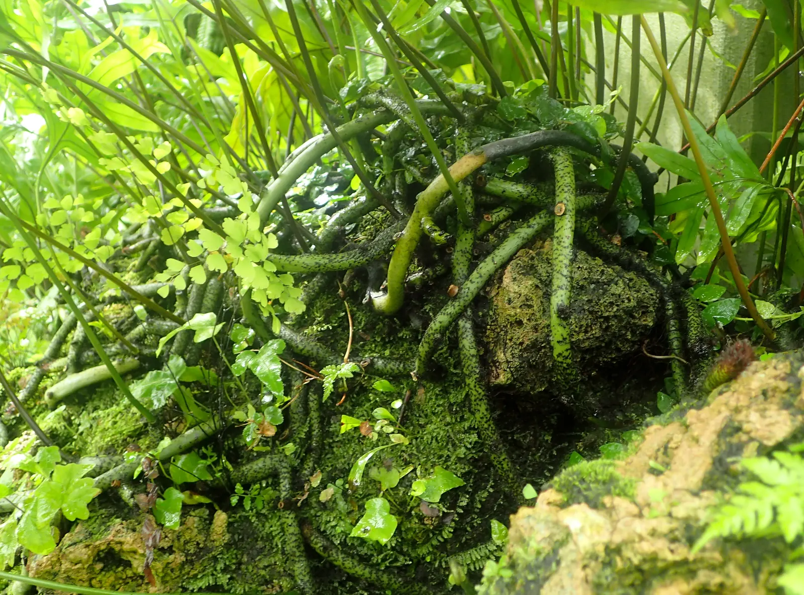Leathery Polypody (Polypodium Scolopendria) — with fronds typically reaching lengths of 12 to 24 inches